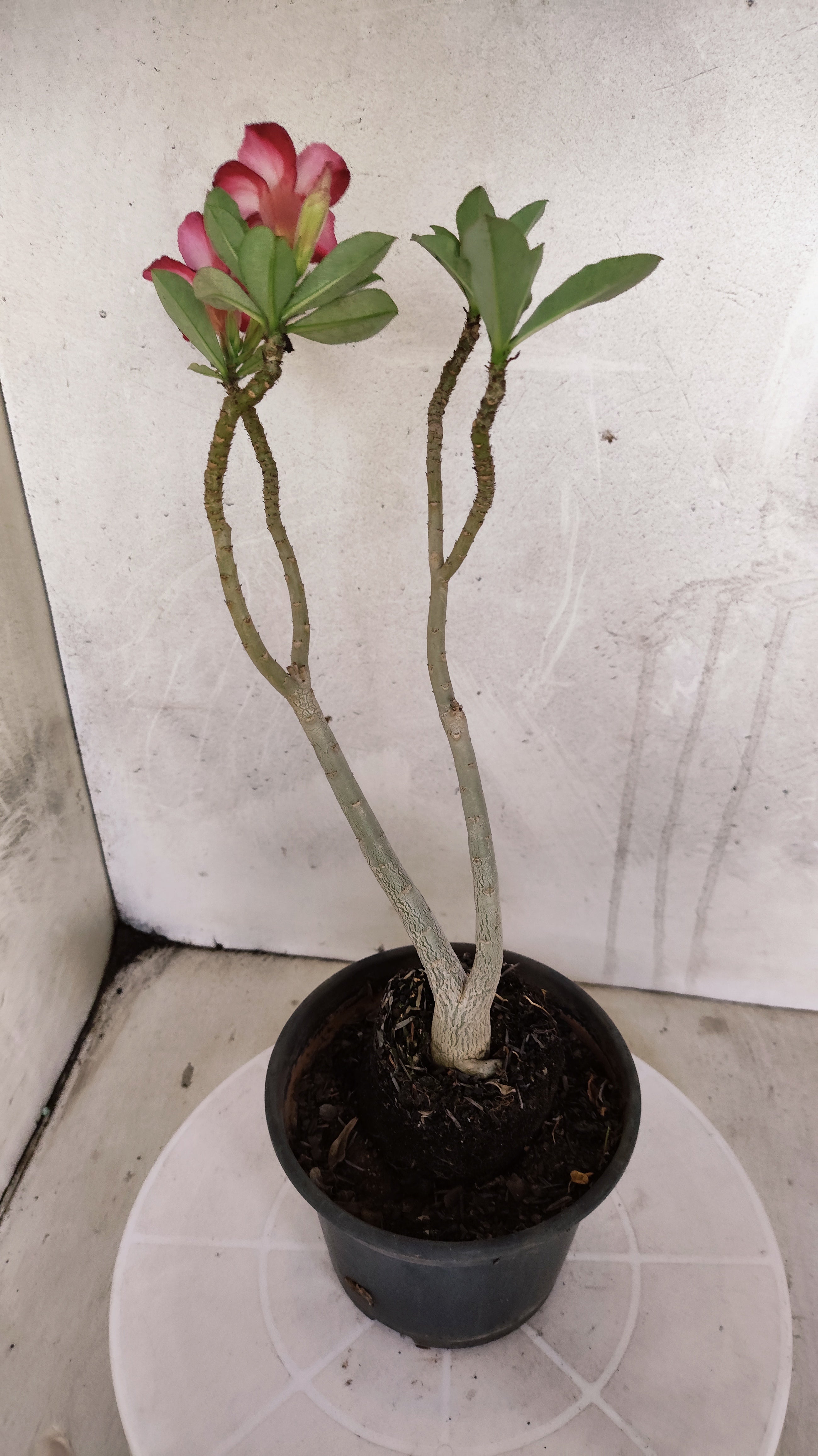 Planta Simples 3599 – 40cm – 03 anos