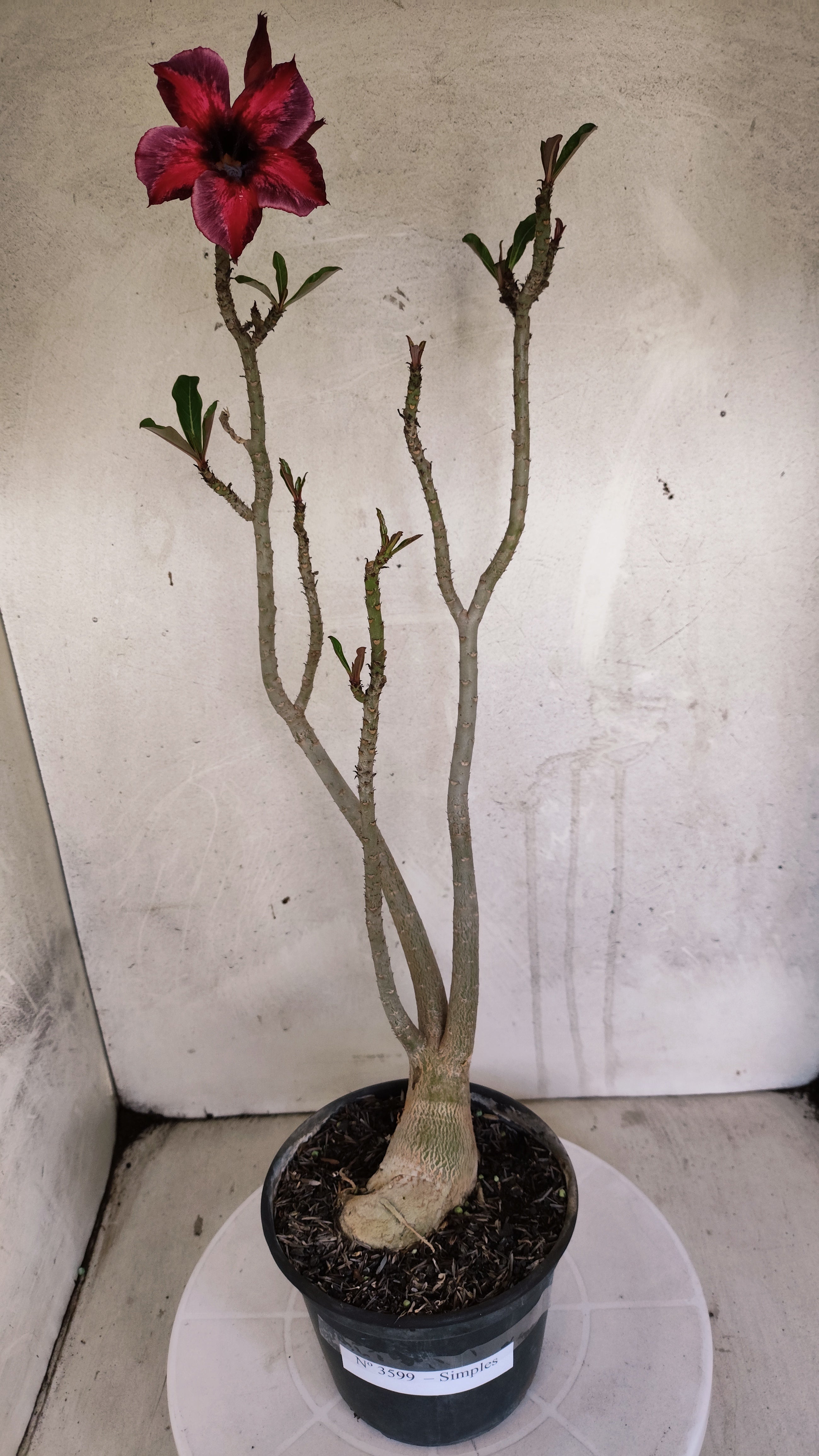 Planta Simples 3599 – 40cm – 03 anos