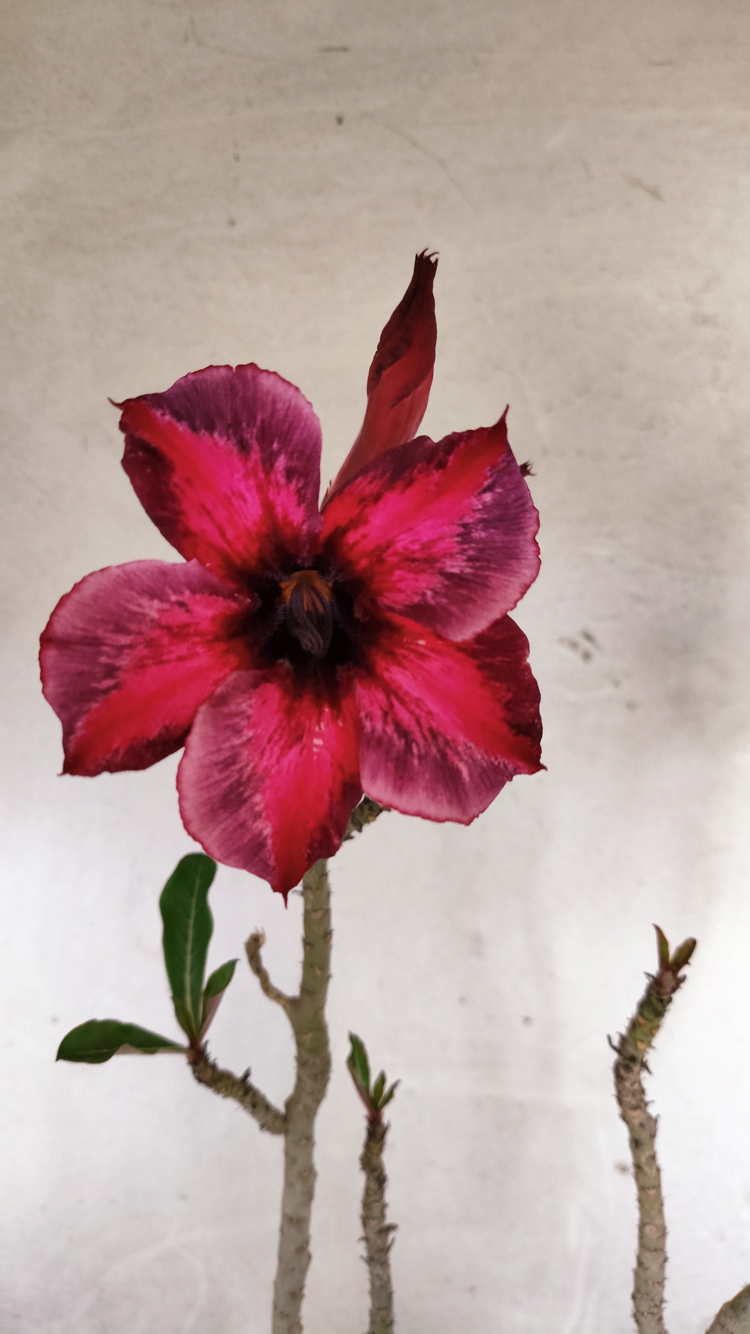 Planta Simples 3599 – 40cm – 03 anos