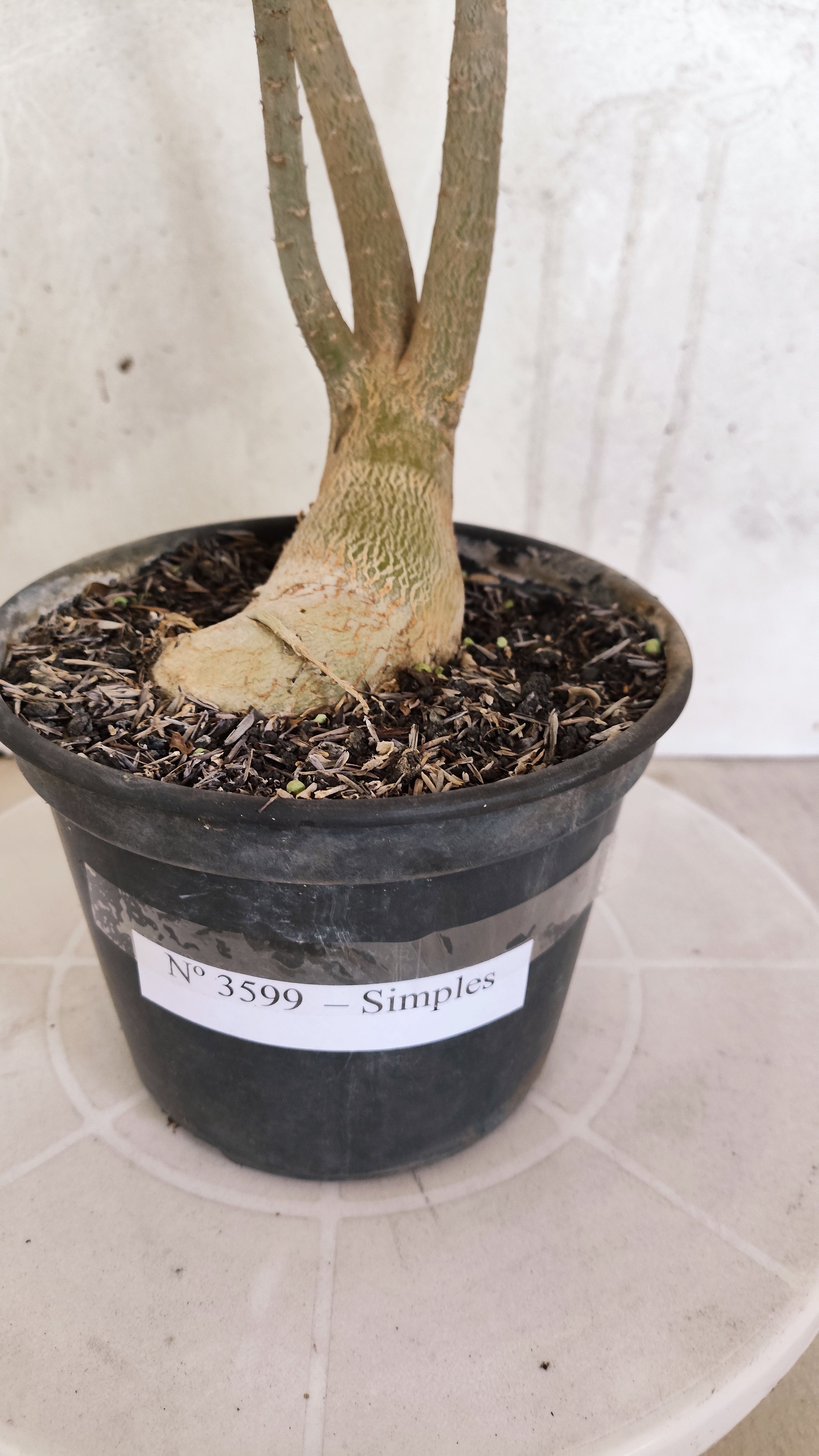 Planta Simples 3599 – 40cm – 03 anos