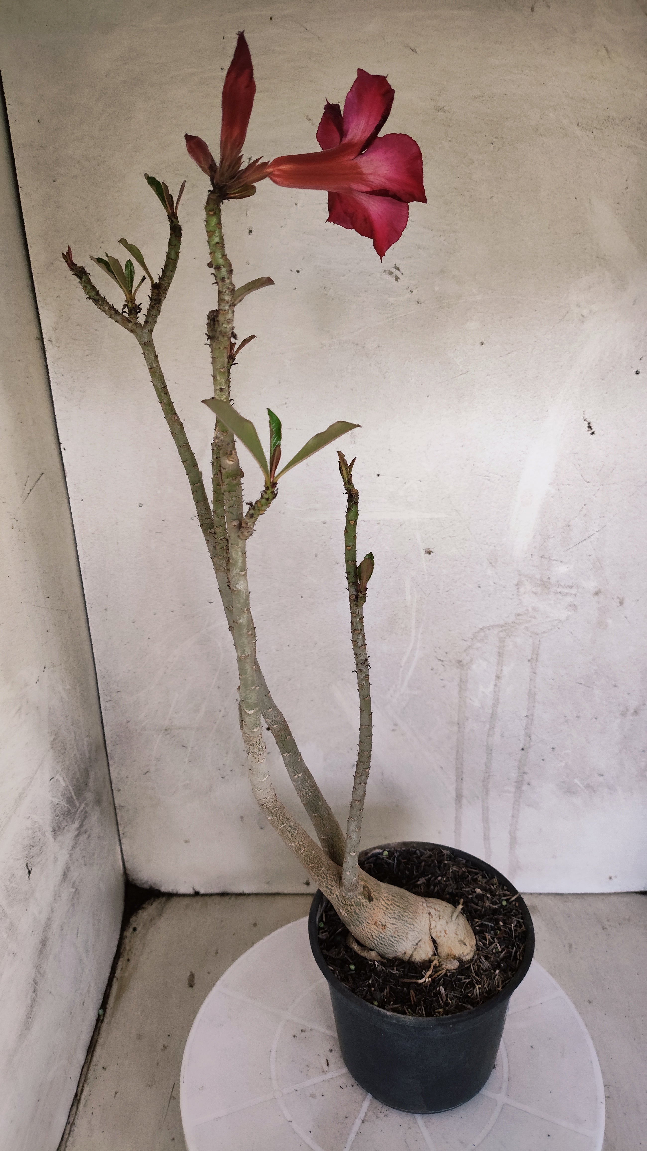 Planta Simples 3599 – 40cm – 03 anos