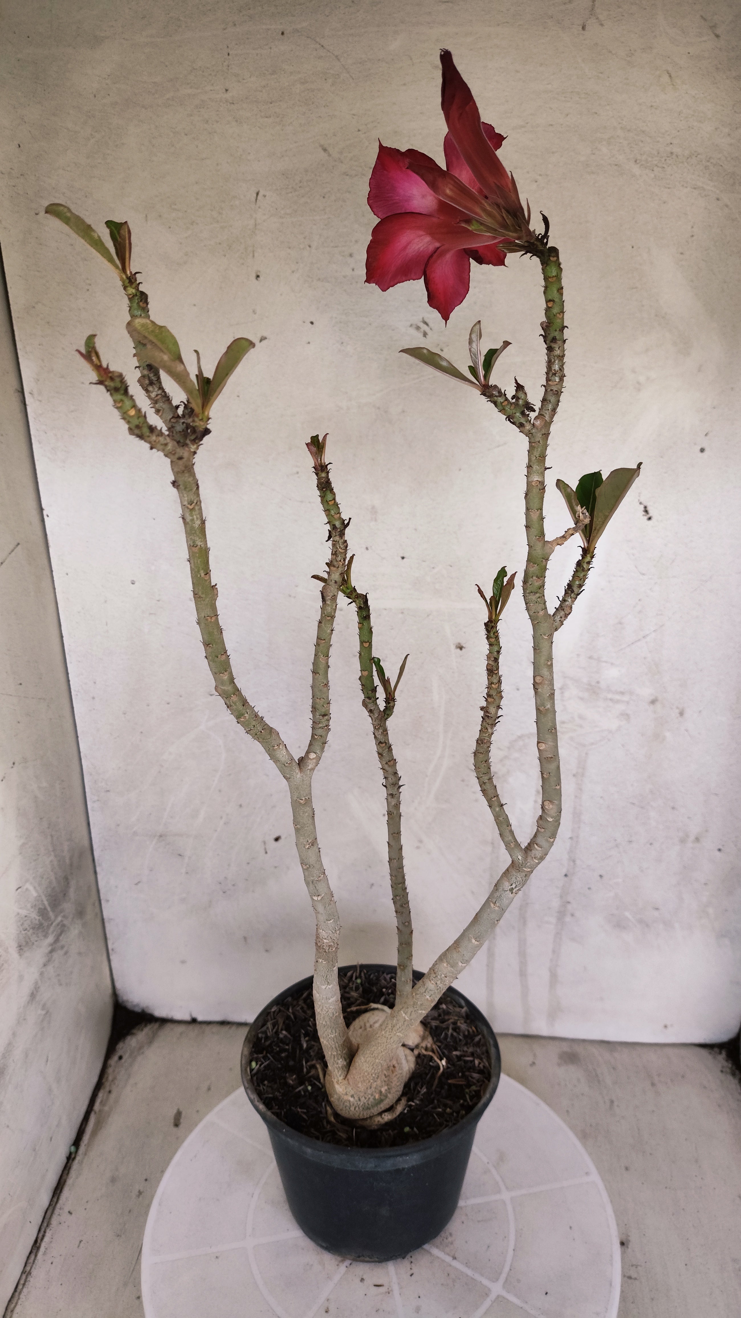 Planta Simples 3599 – 40cm – 03 anos