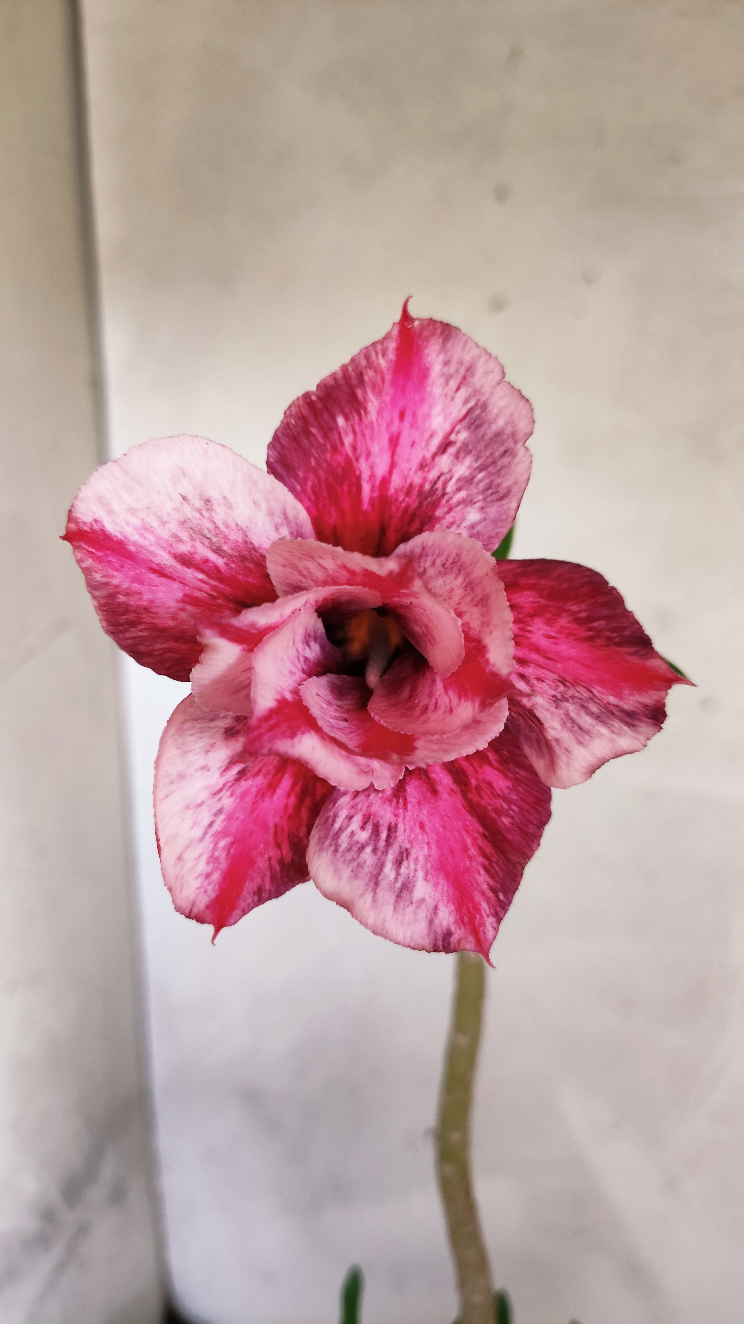 Planta Dobrada 3558 – 30cm – 02 anos