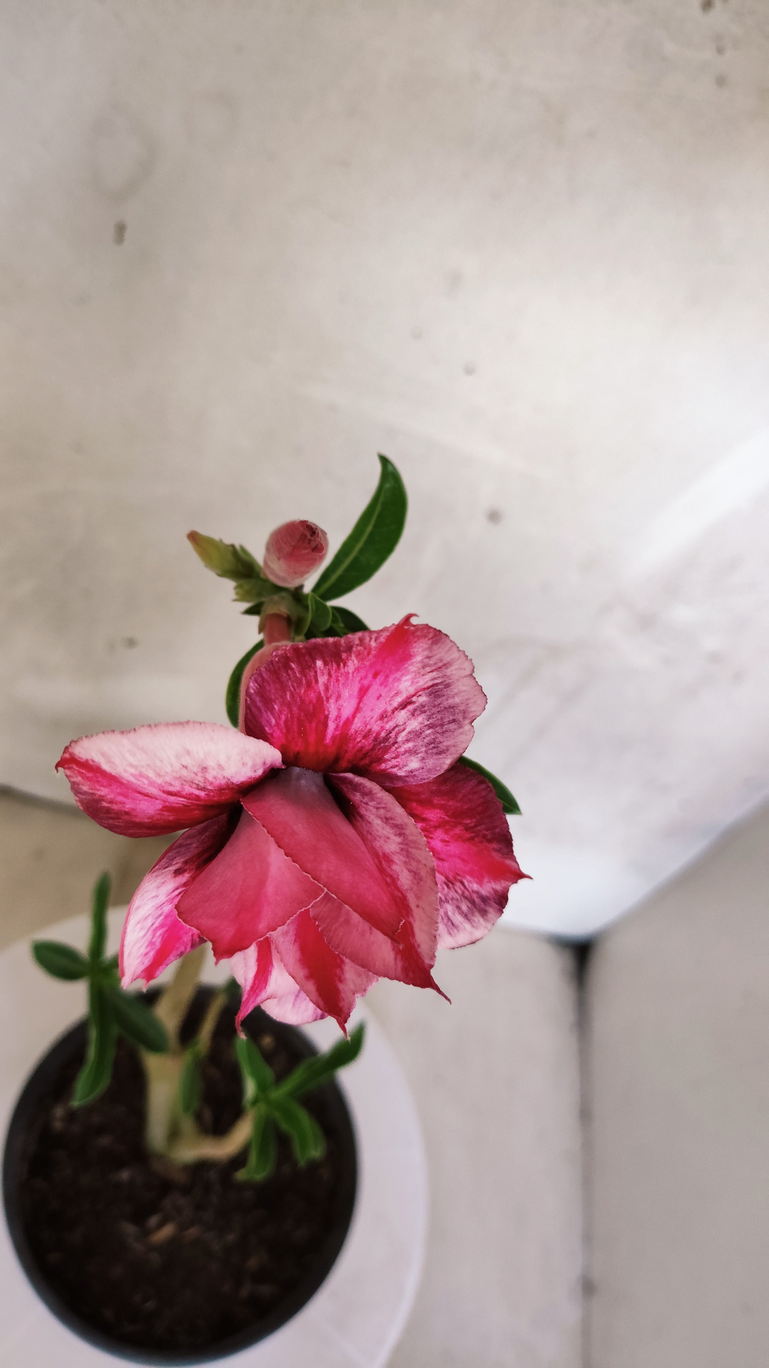 Planta Dobrada 3558 – 30cm – 02 anos