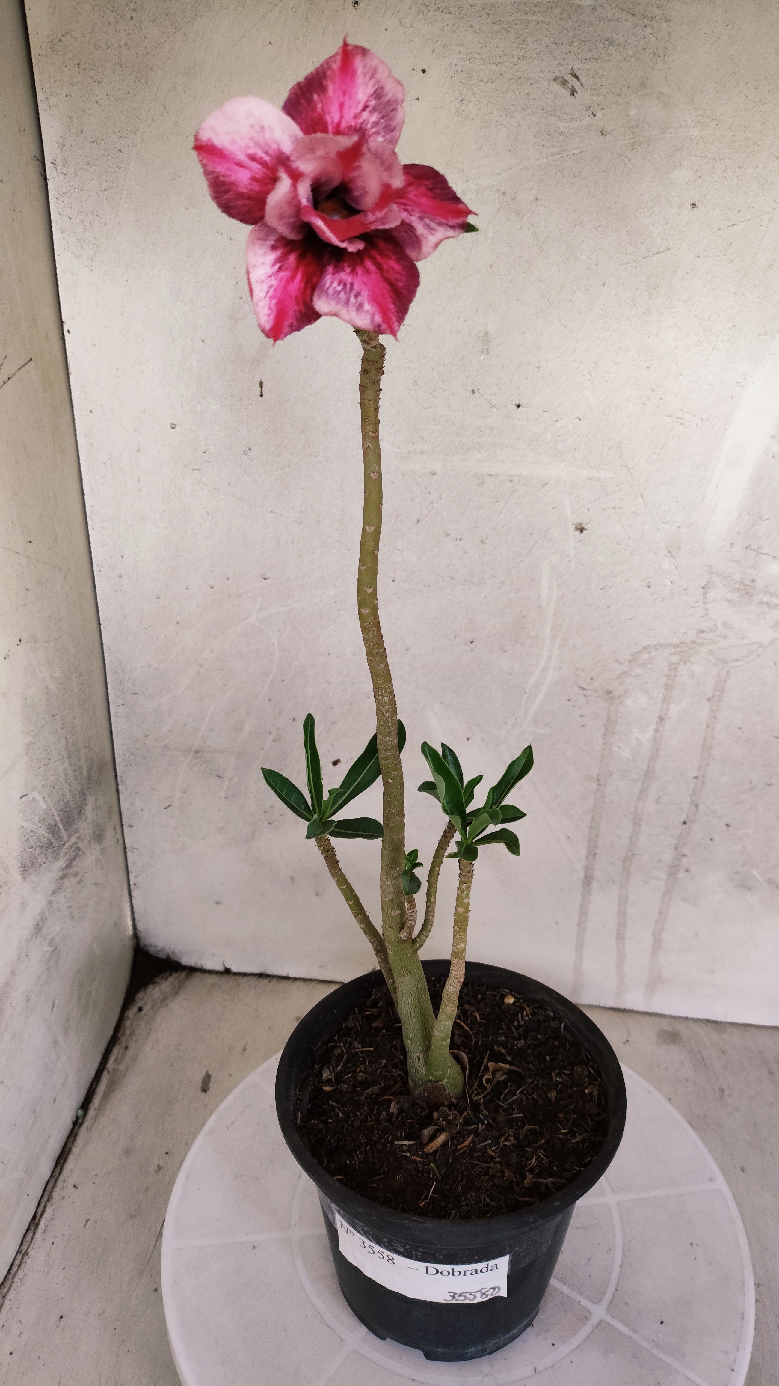 Planta Dobrada 3558 – 30cm – 02 anos