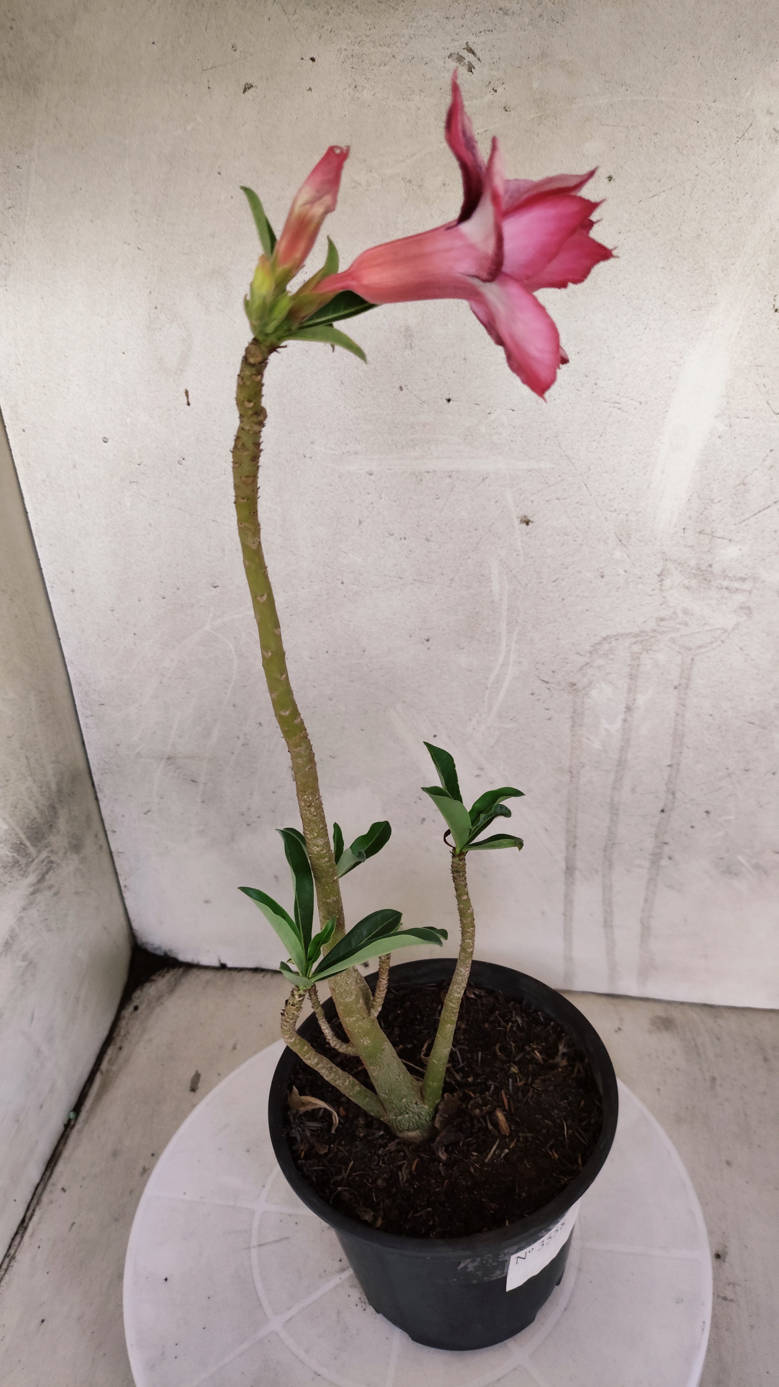 Planta Dobrada 3558 – 30cm – 02 anos