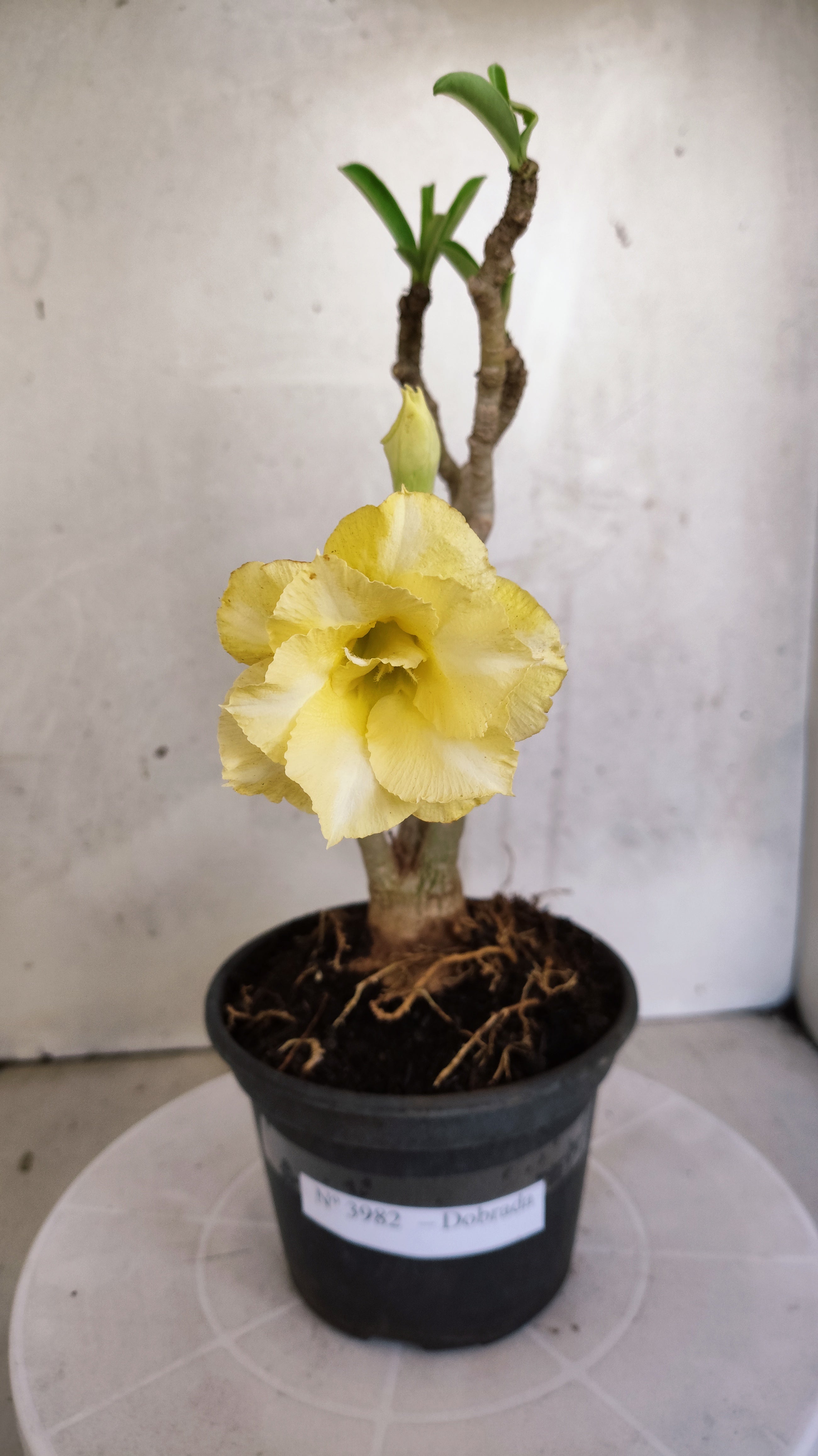 Planta Dobrada 3982 – 30cm – 02 anos