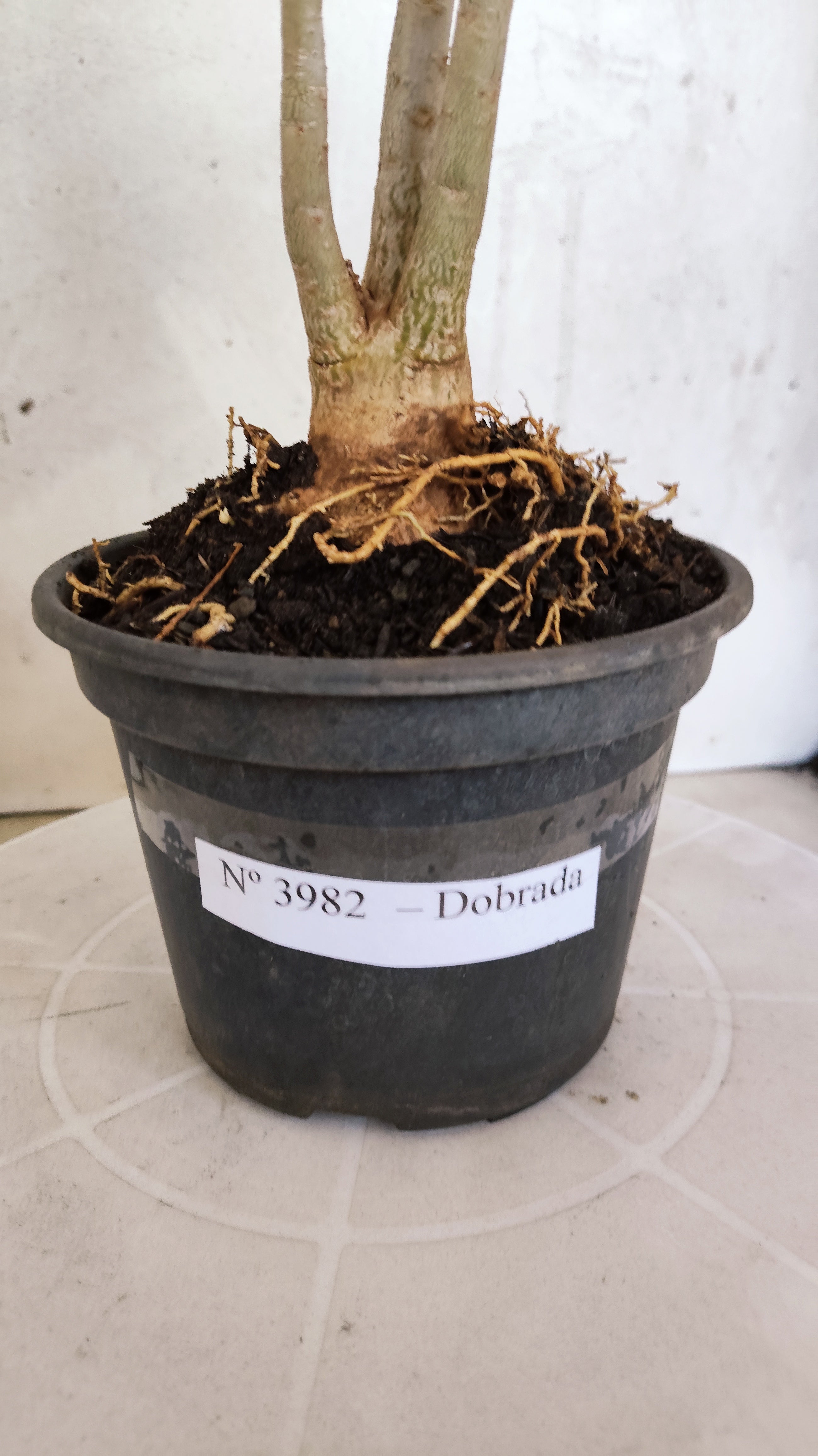 Planta Dobrada 3982 – 30cm – 02 anos