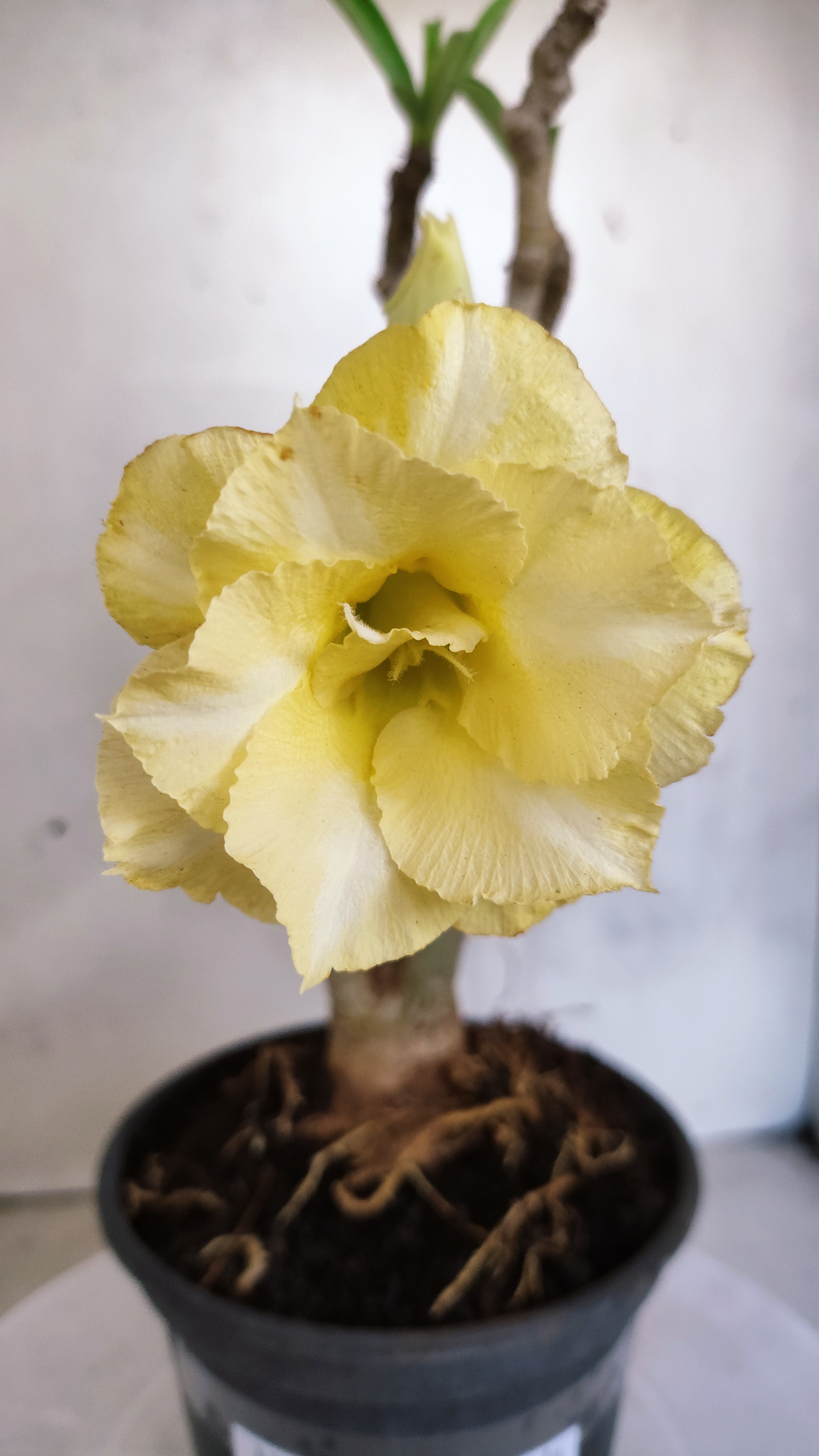 Planta Dobrada 3982 – 30cm – 02 anos