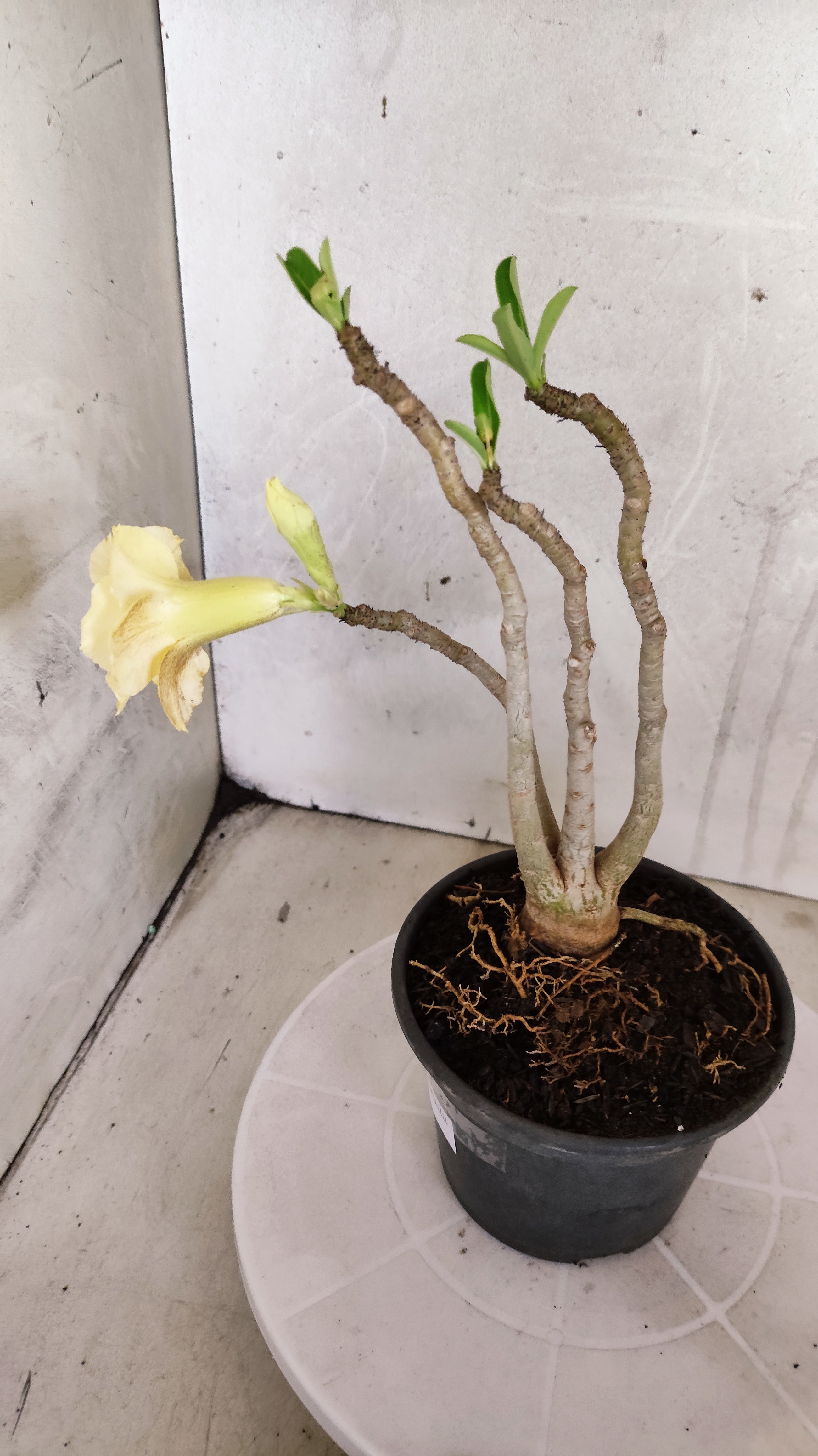 Planta Dobrada 3982 – 30cm – 02 anos