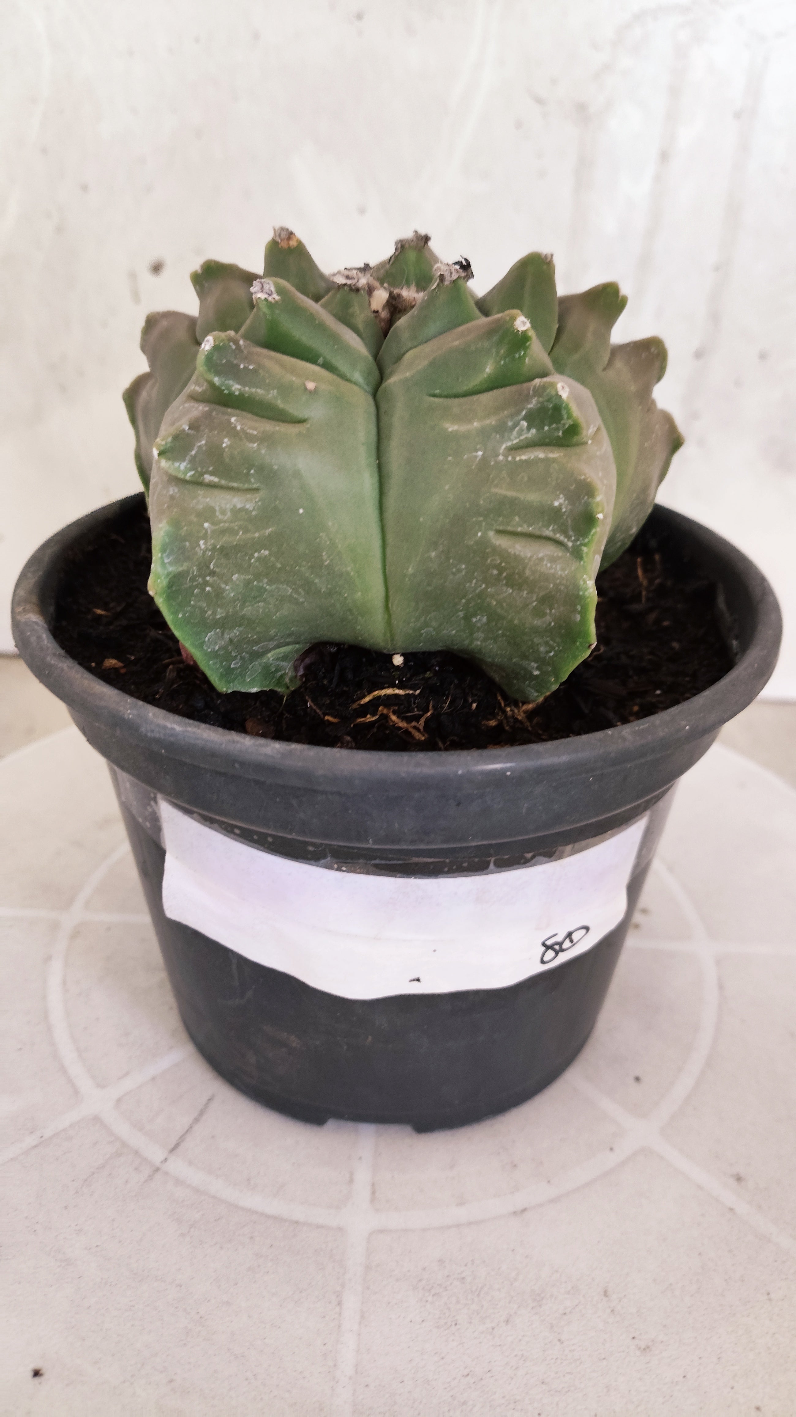 MATRIZ ASTROPHYTUM cv KIKKO   Nº 1261 – vaso 15