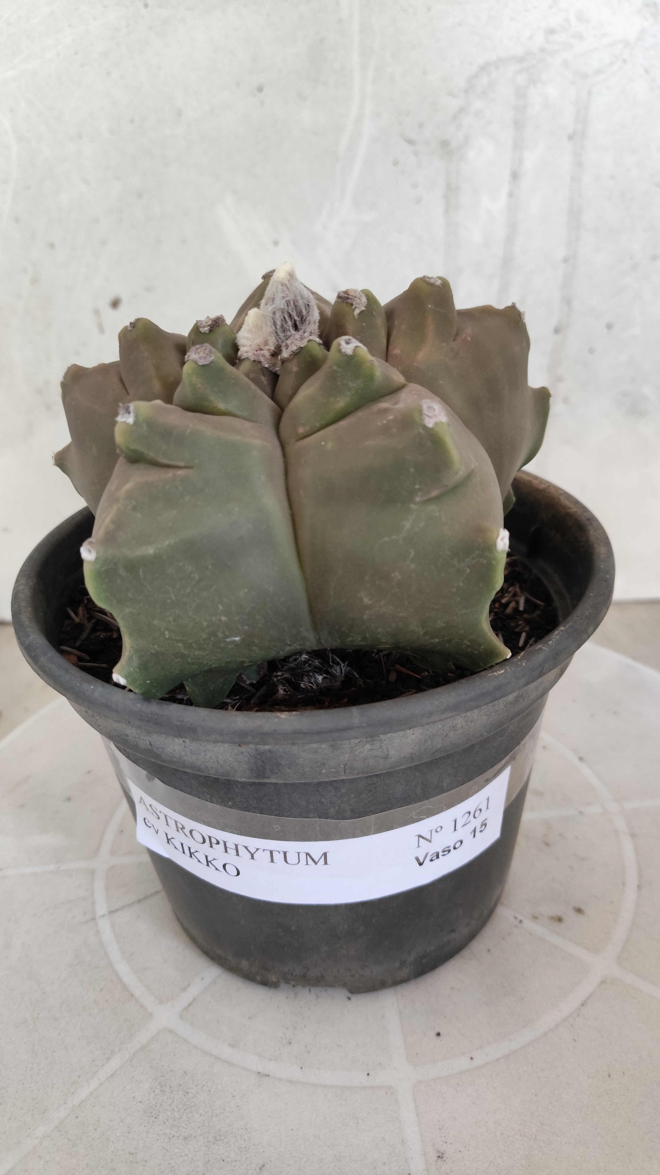 MATRIZ ASTROPHYTUM cv KIKKO   Nº 1261 – vaso 15