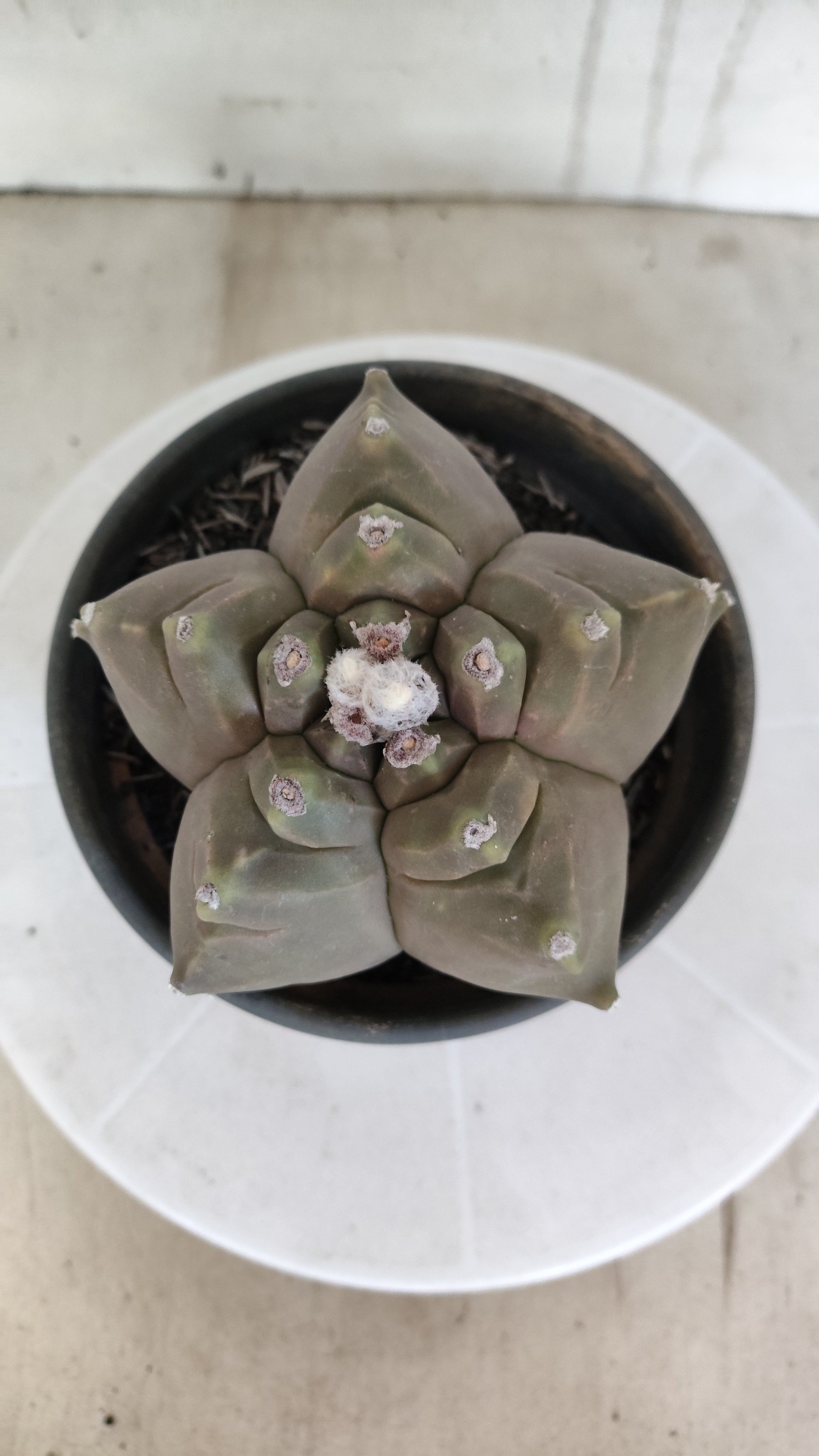 MATRIZ ASTROPHYTUM cv KIKKO   Nº 1261 – vaso 15