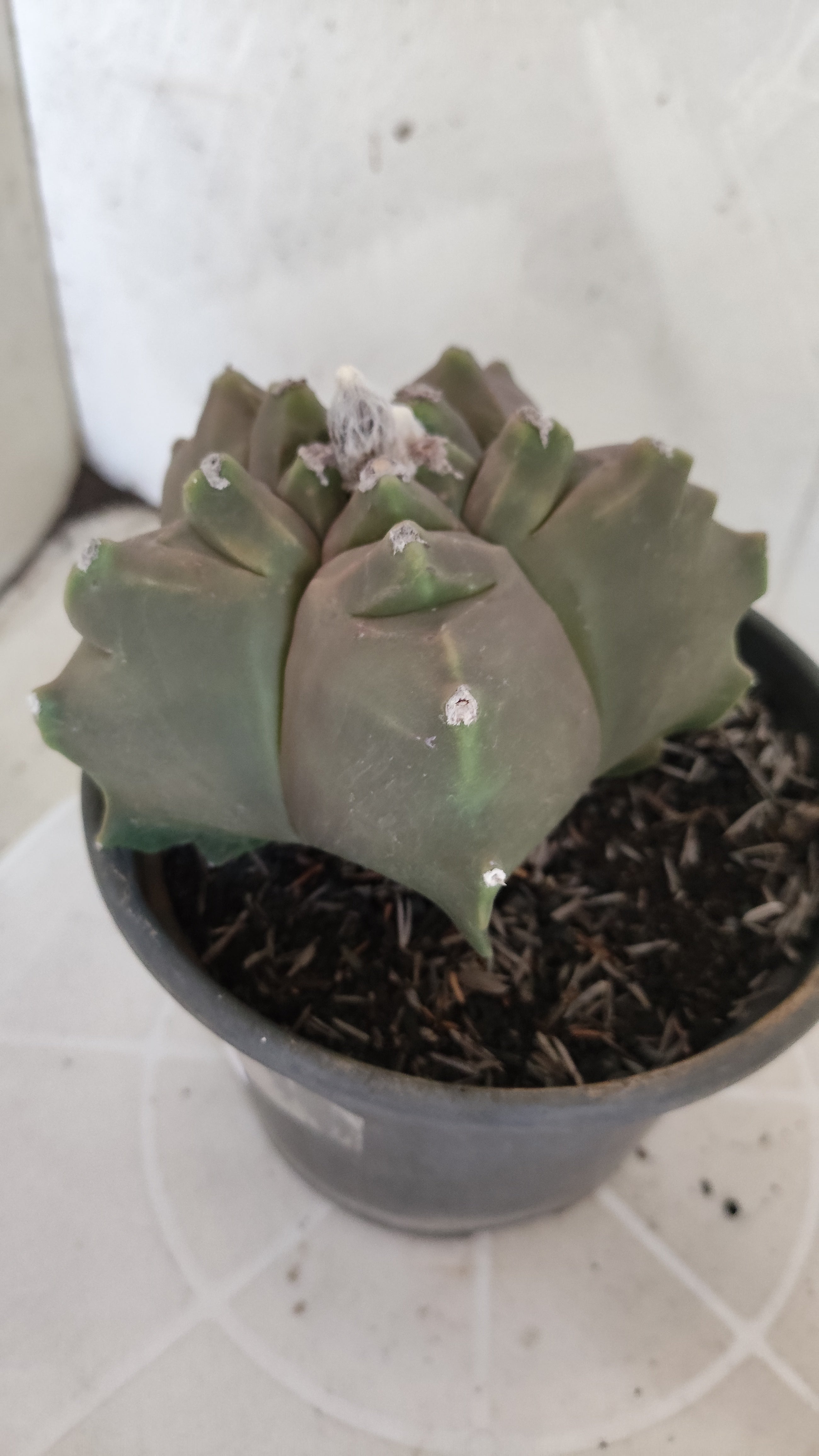 MATRIZ ASTROPHYTUM cv KIKKO   Nº 1261 – vaso 15