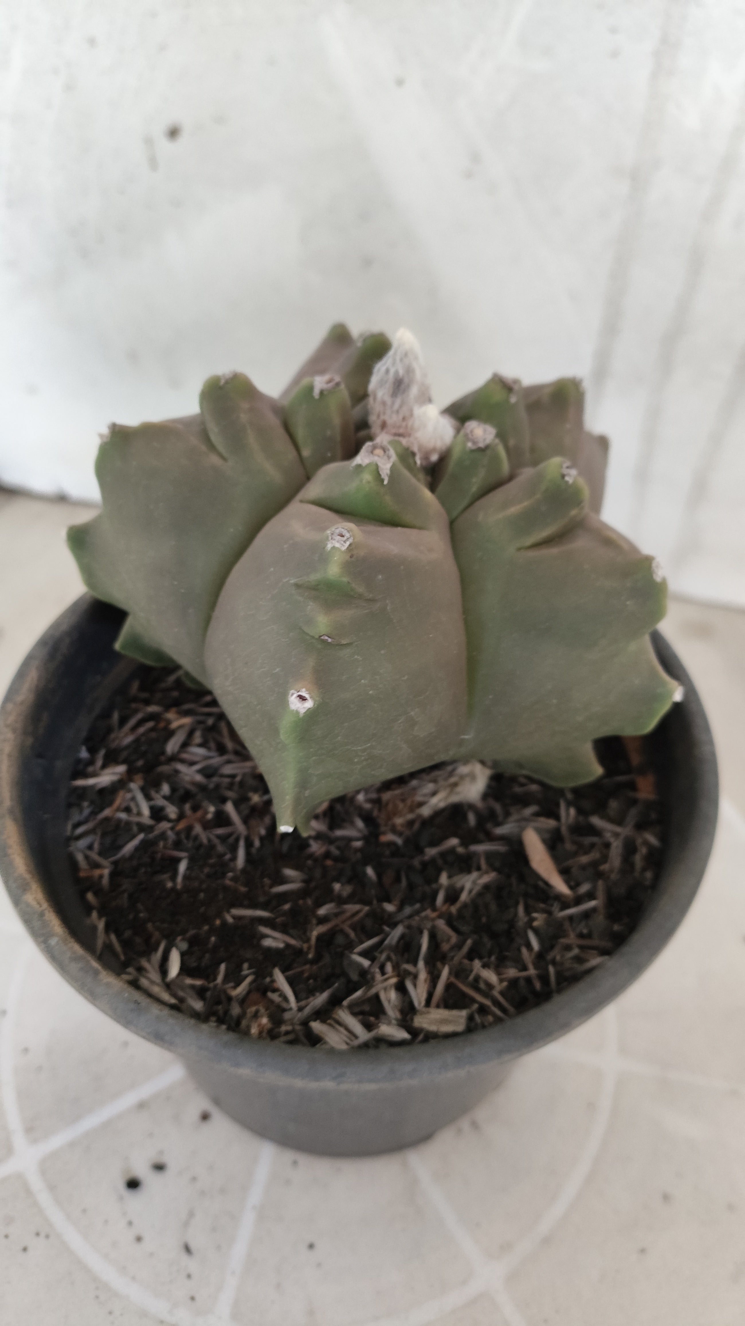 MATRIZ ASTROPHYTUM cv KIKKO   Nº 1261 – vaso 15