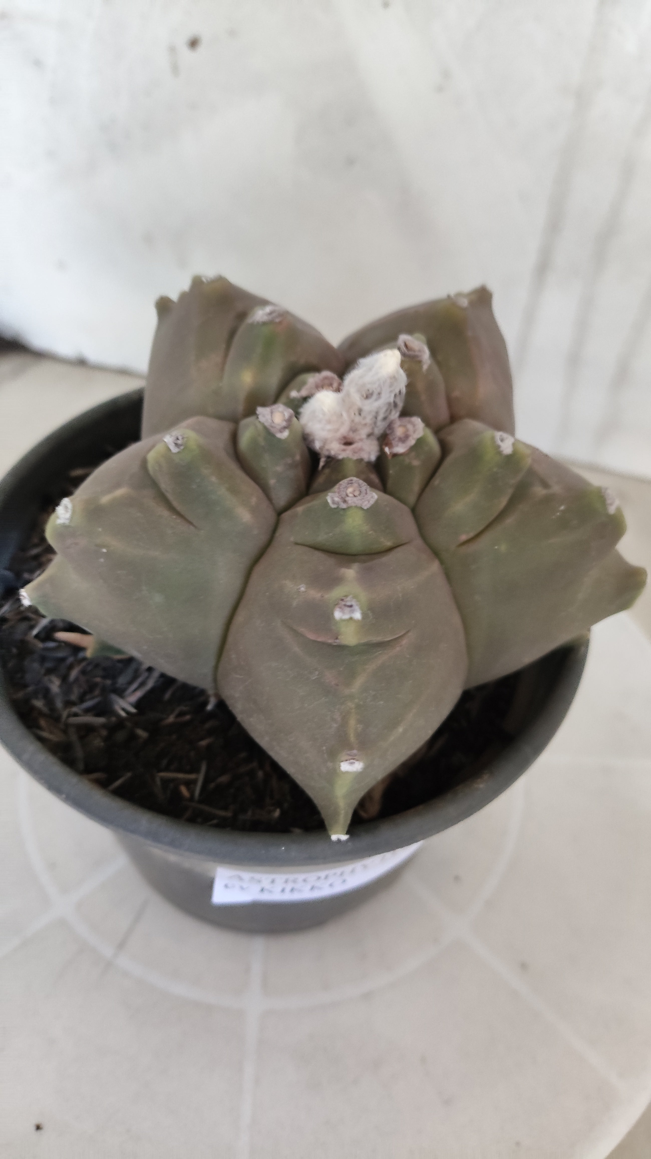 MATRIZ ASTROPHYTUM cv KIKKO   Nº 1261 – vaso 15