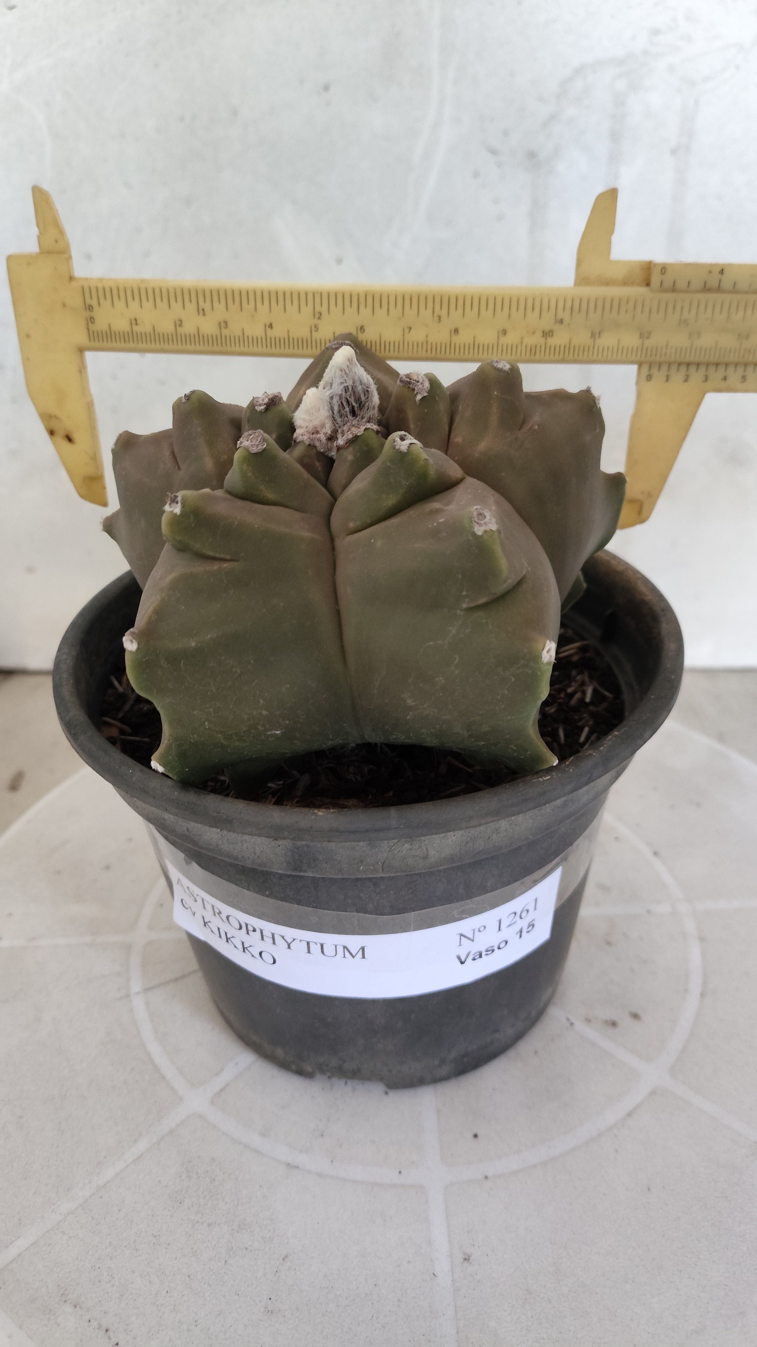 MATRIZ ASTROPHYTUM cv KIKKO   Nº 1261 – vaso 15