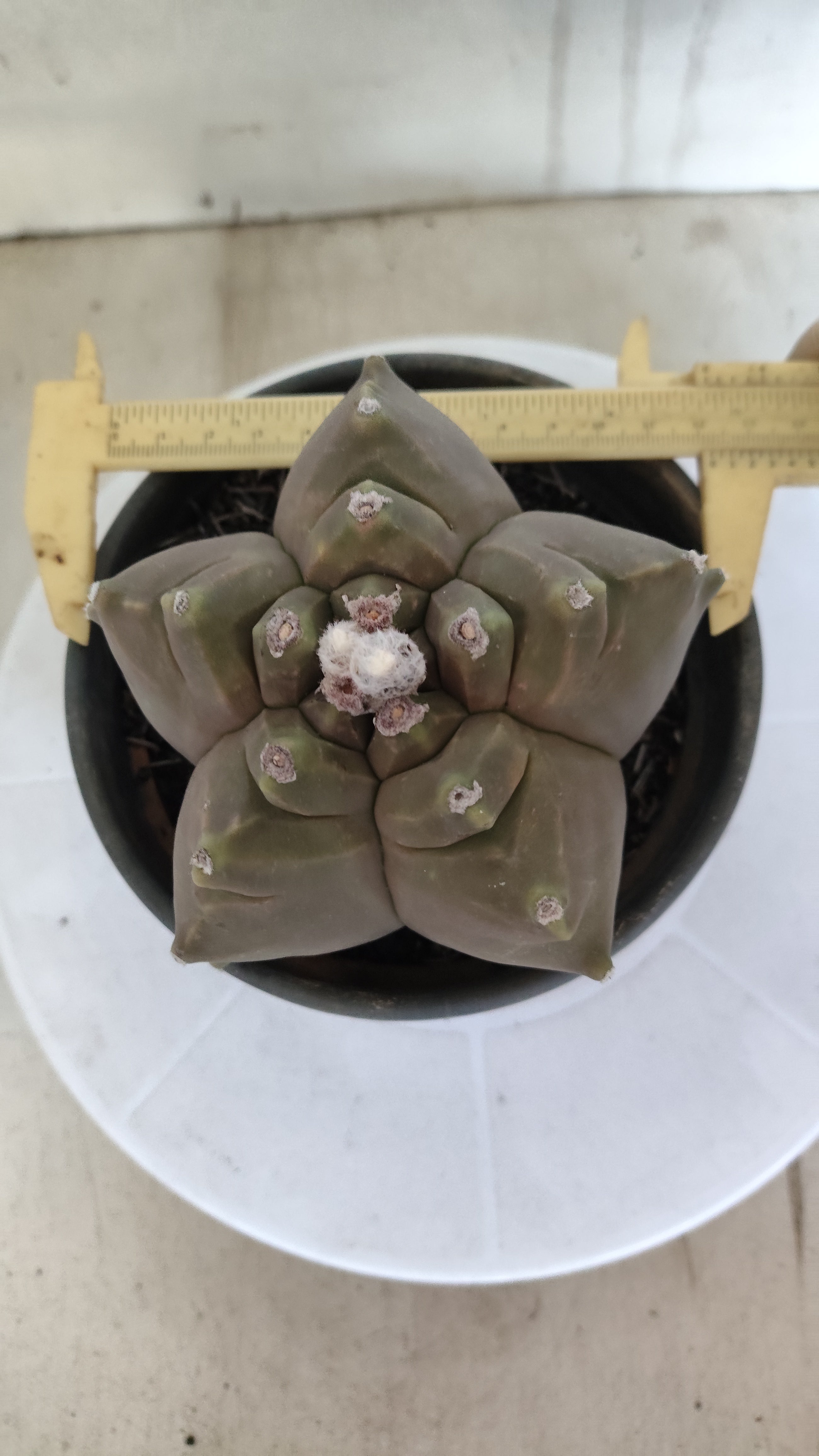 MATRIZ ASTROPHYTUM cv KIKKO   Nº 1261 – vaso 15
