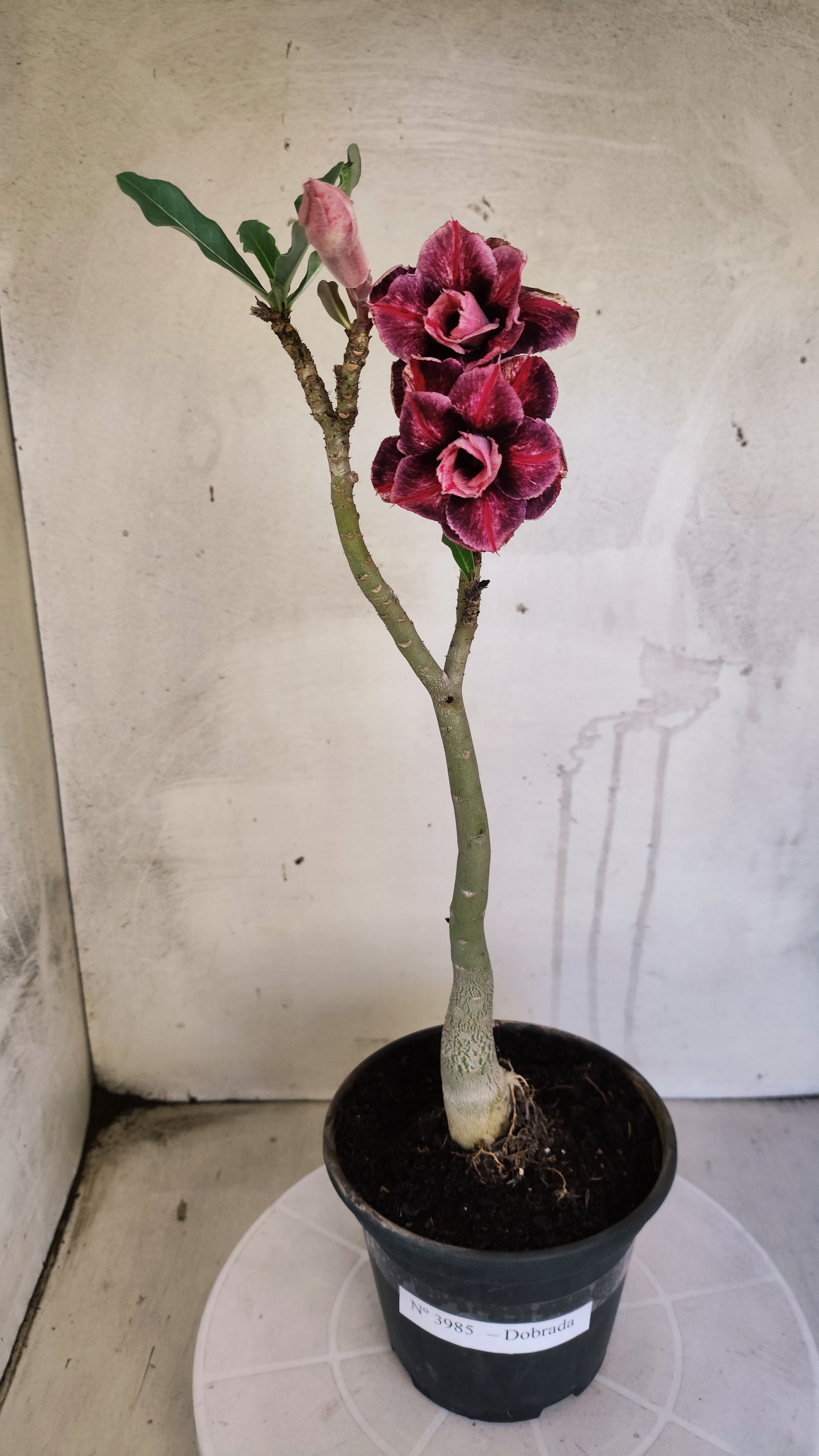 Planta Dobrada 3985 – 30cm – 02 anos