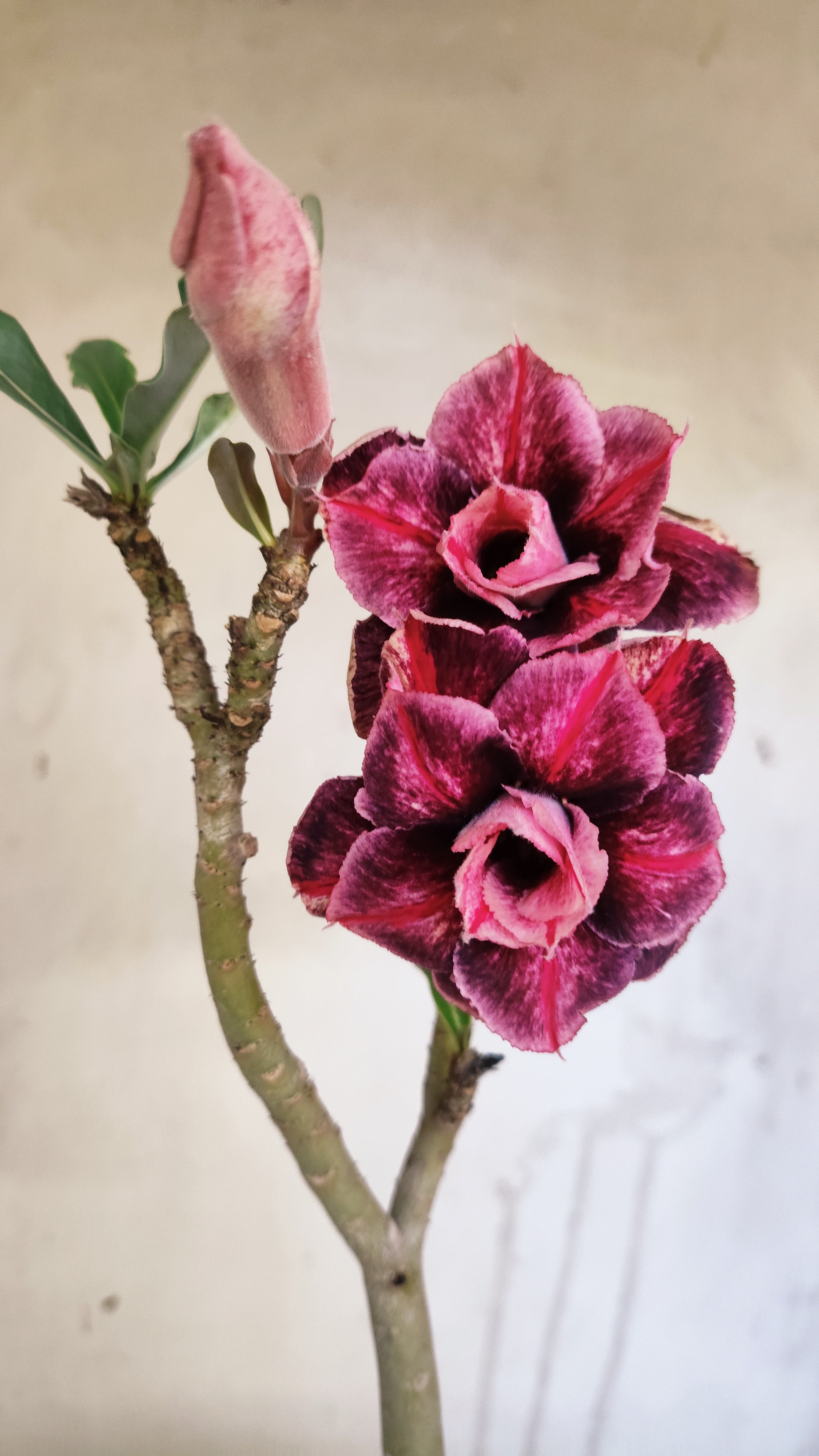 Planta Dobrada 3985 – 30cm – 02 anos