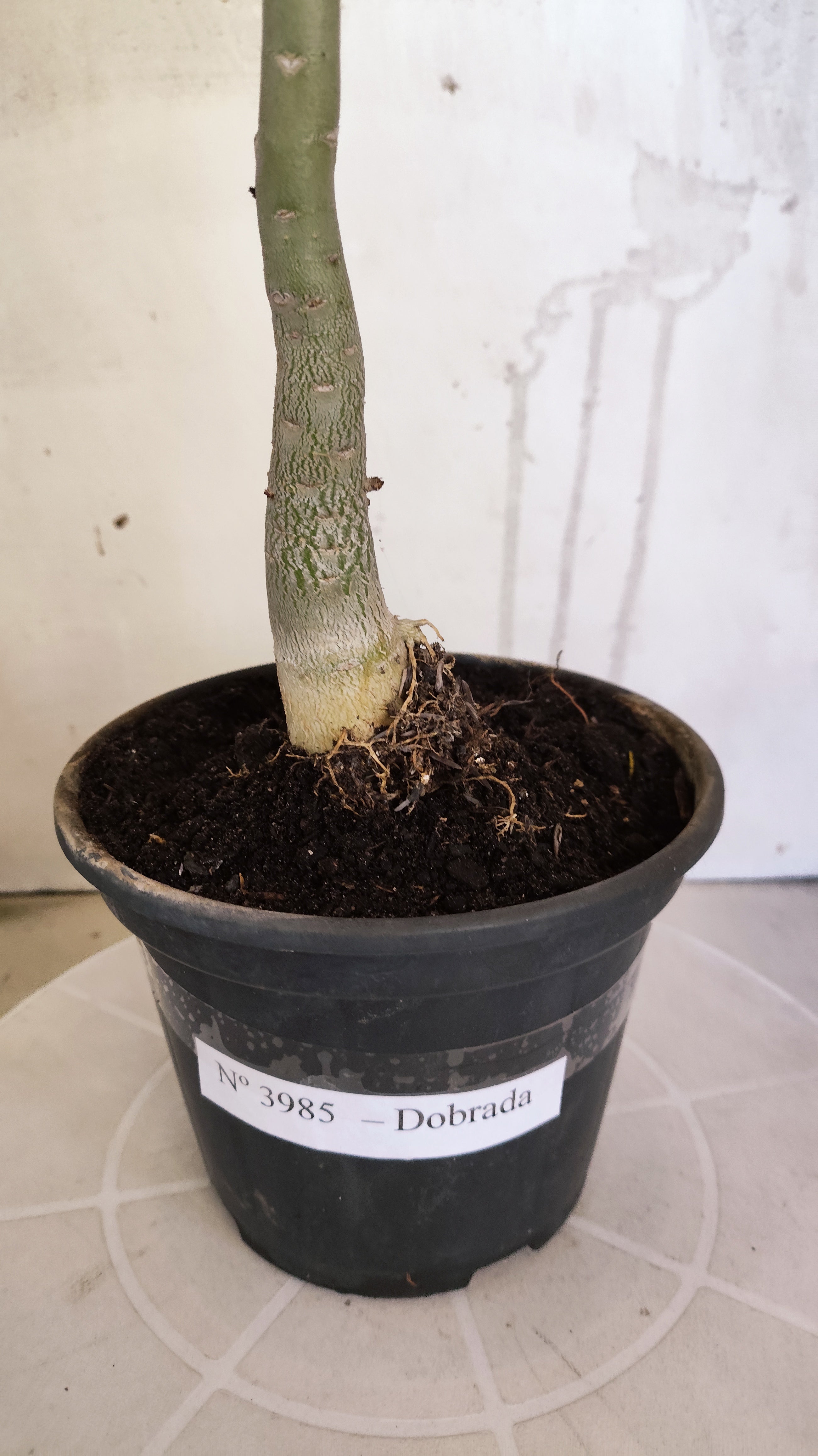Planta Dobrada 3985 – 30cm – 02 anos