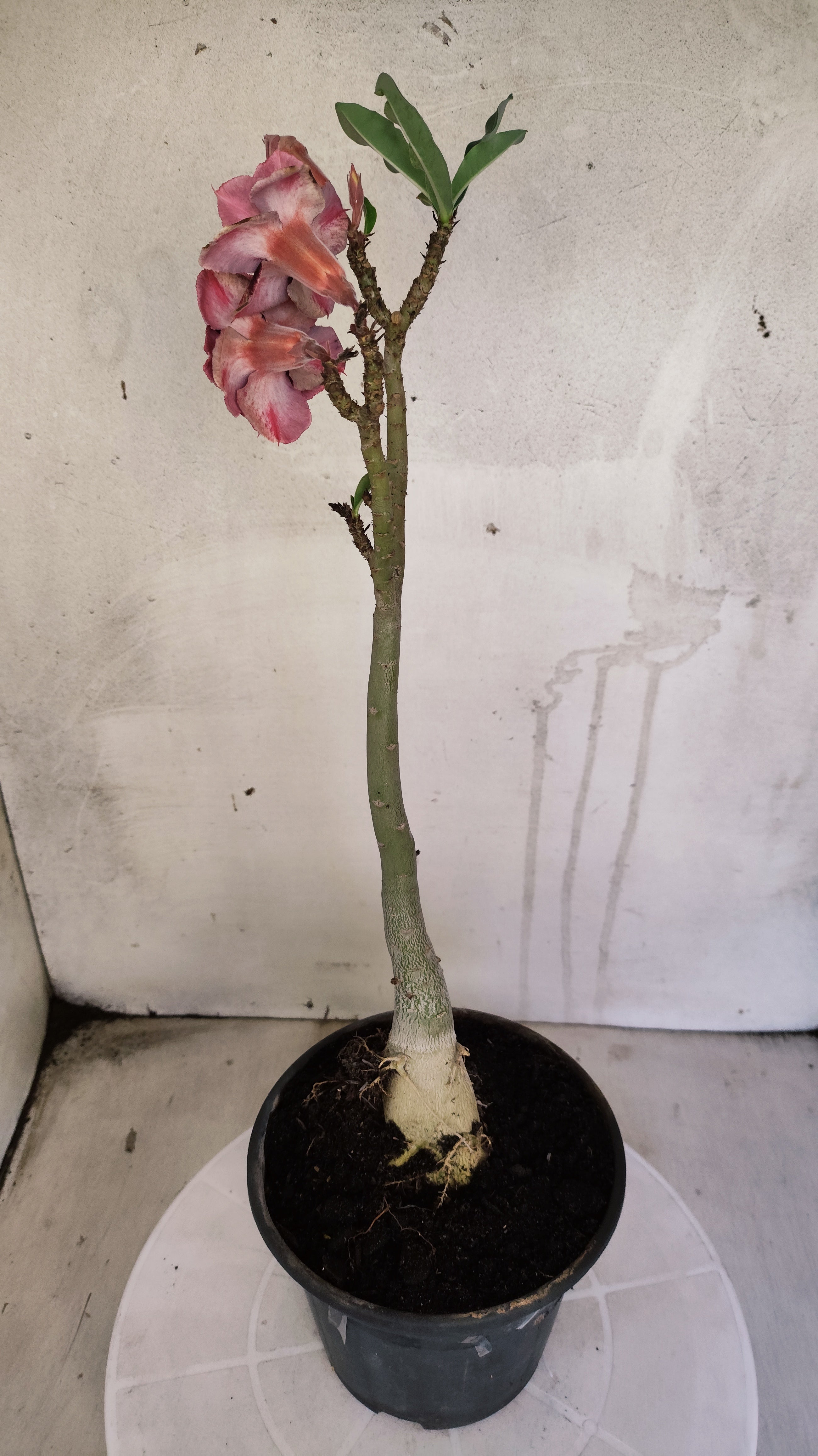 Planta Dobrada 3985 – 30cm – 02 anos