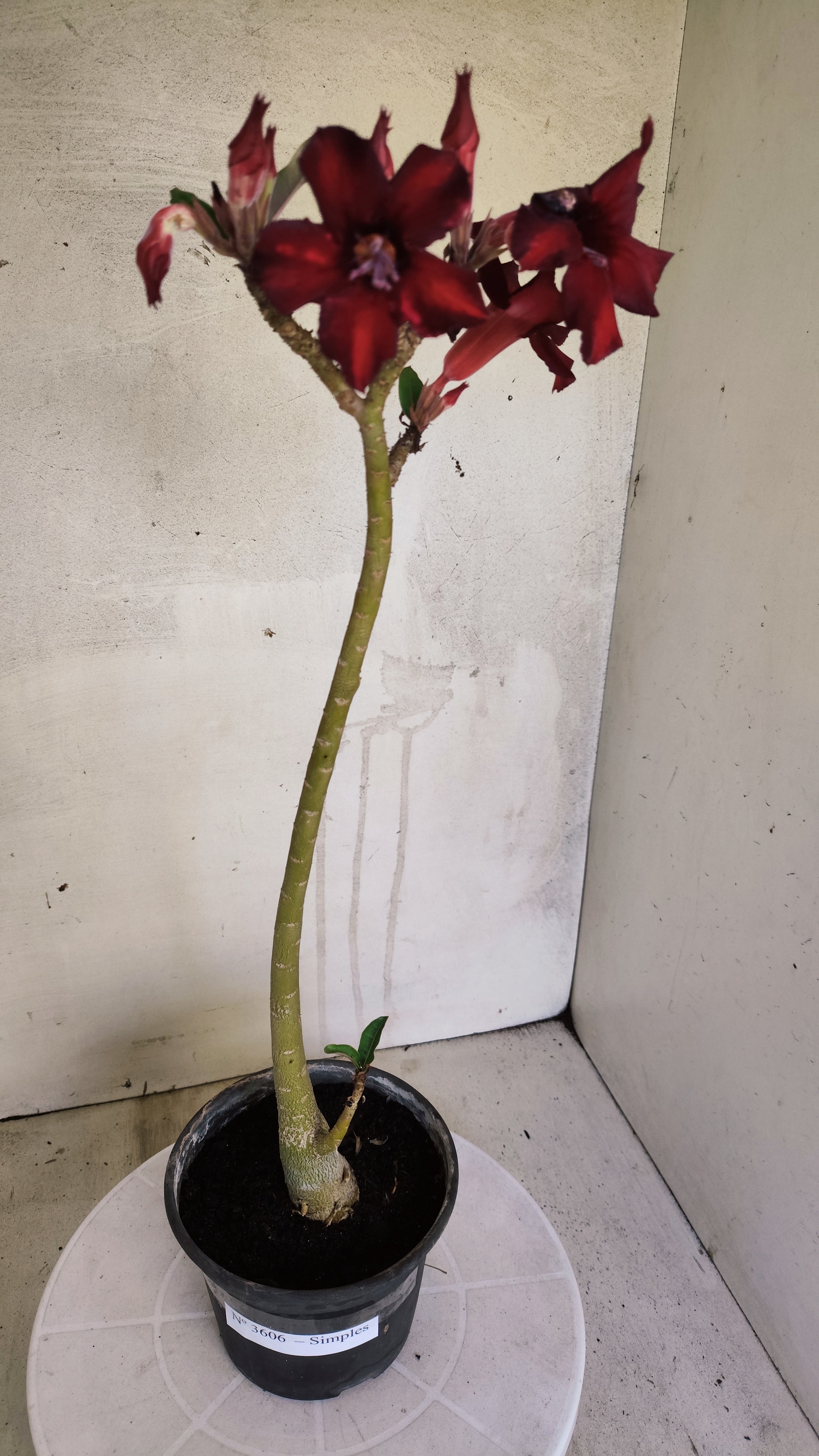 Planta Simples 3606 – 30cm – 02 anos