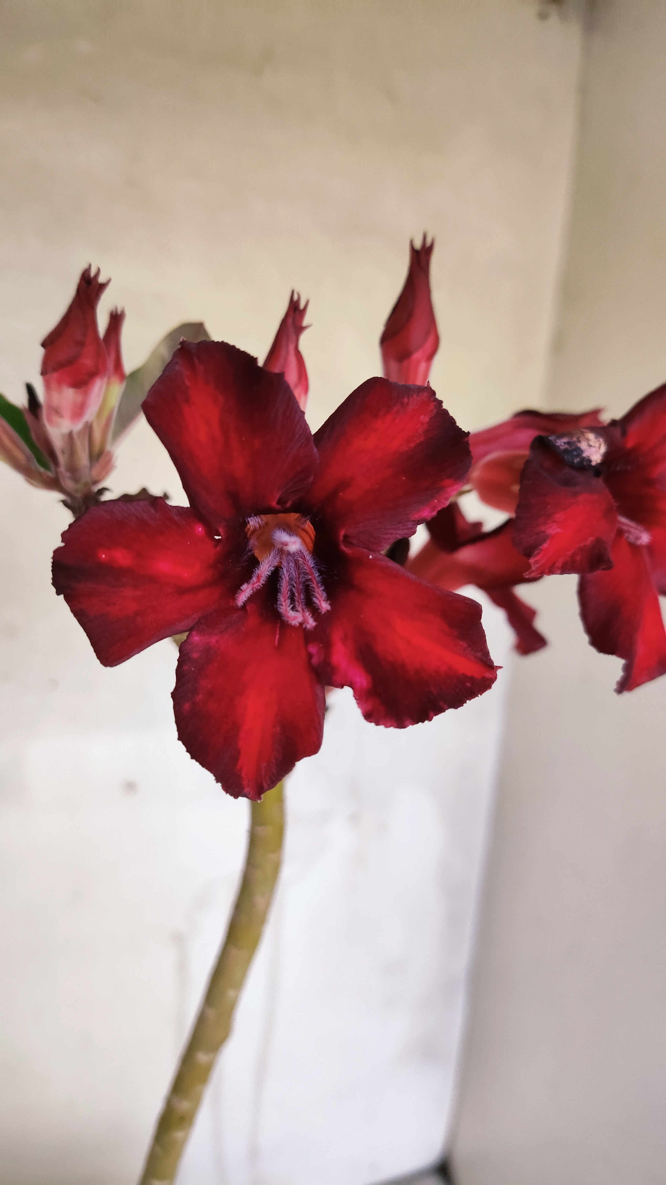 Planta Simples 3606 – 30cm – 02 anos