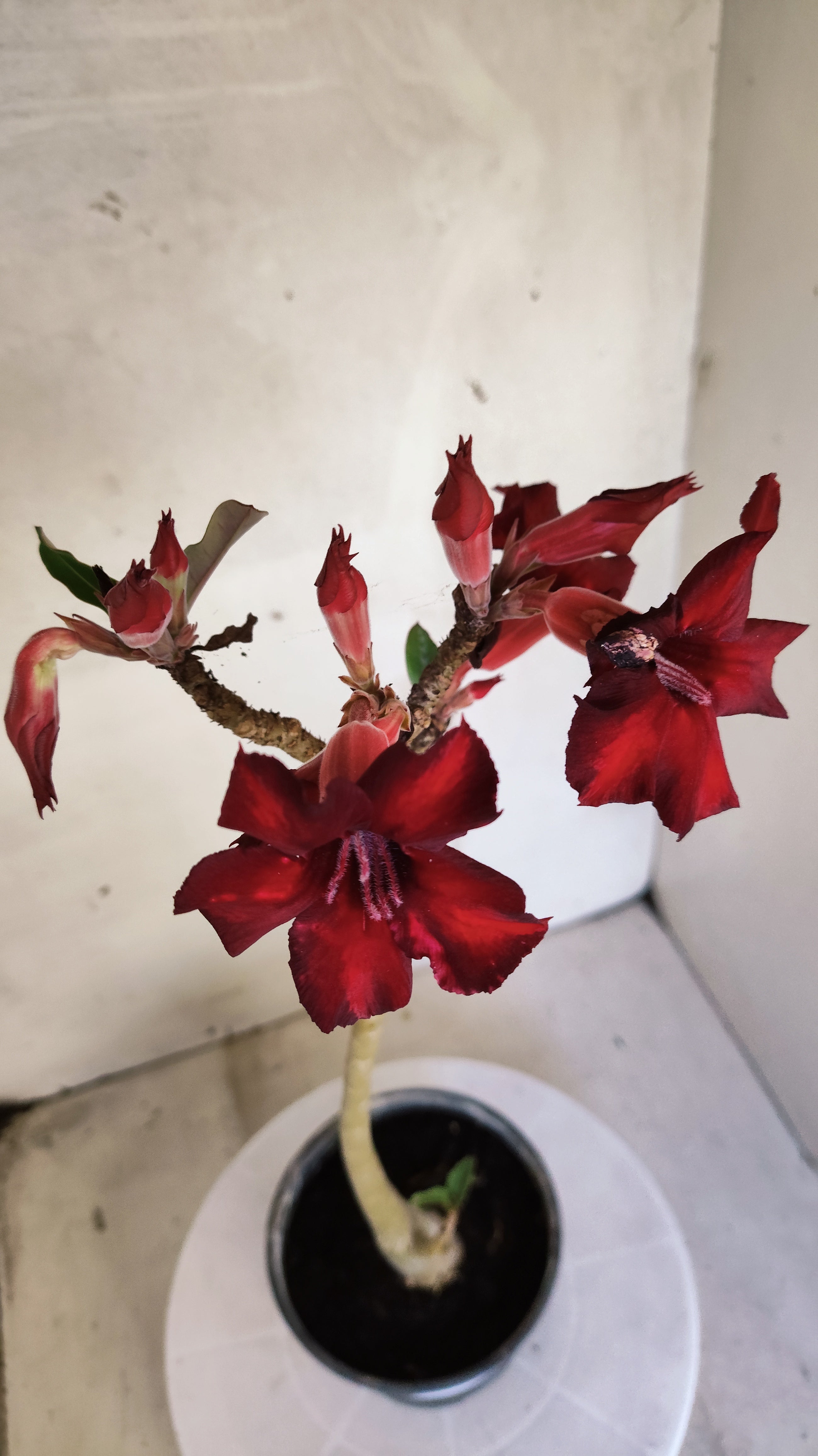 Planta Simples 3606 – 30cm – 02 anos