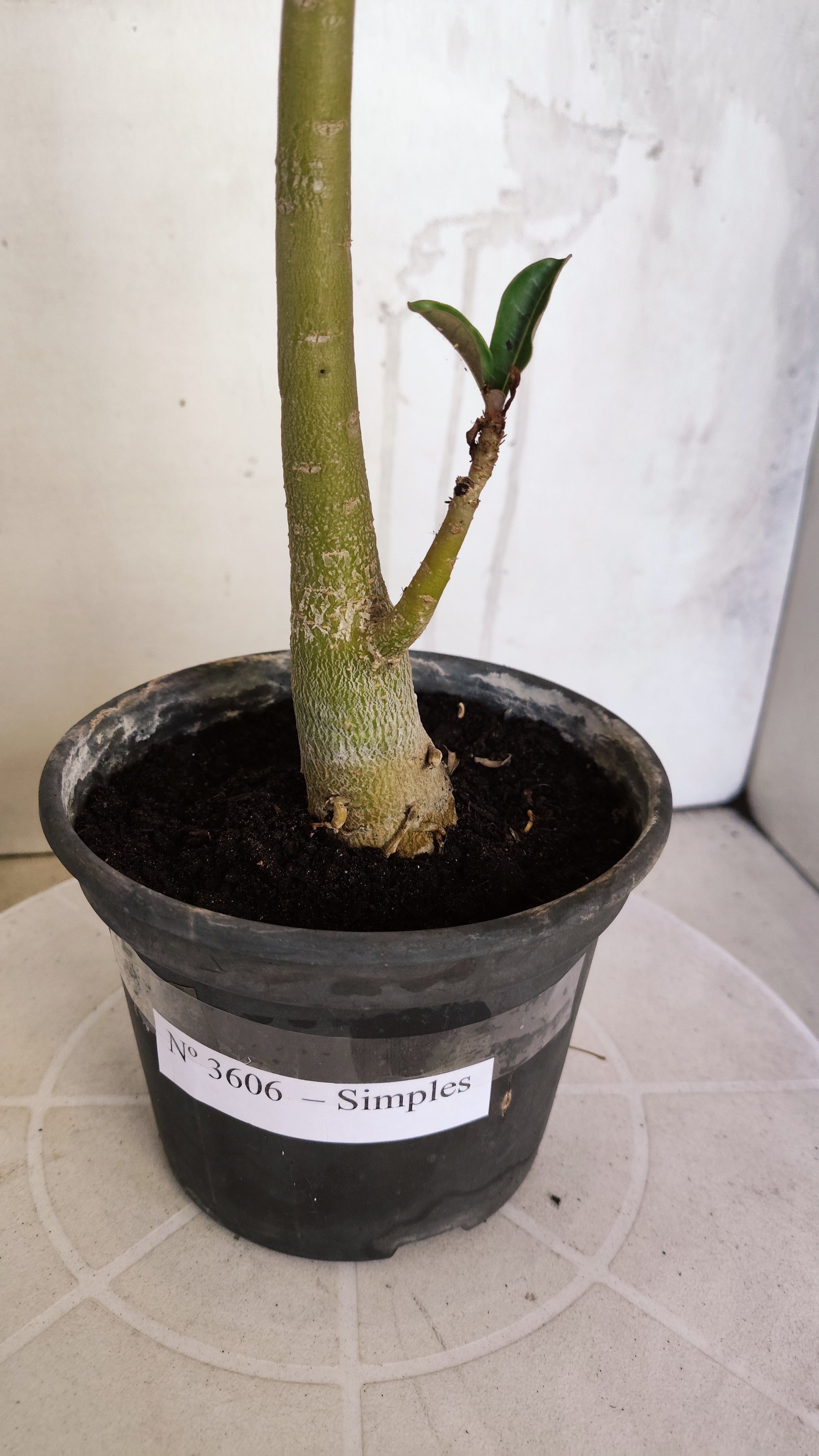 Planta Simples 3606 – 30cm – 02 anos
