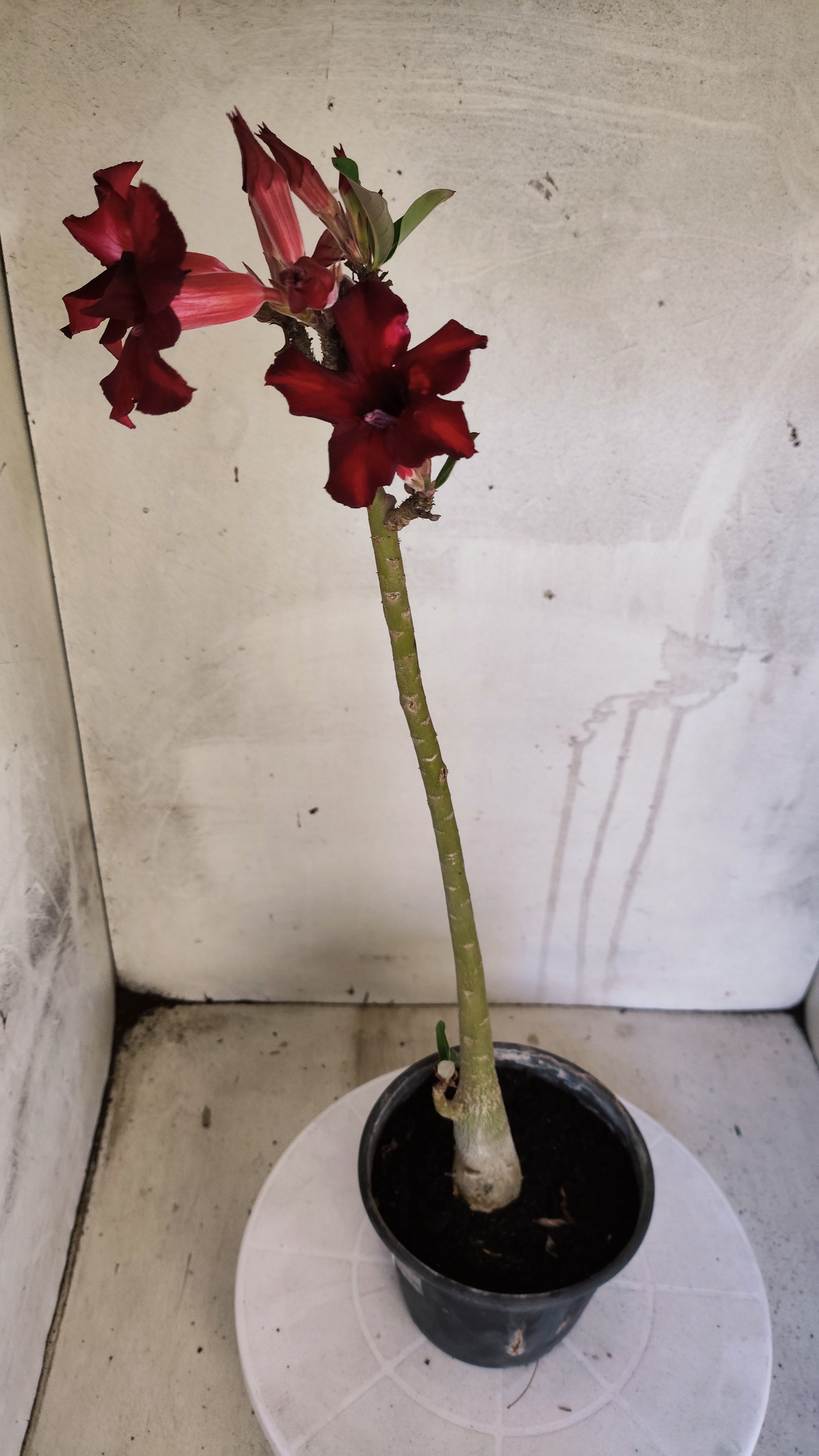Planta Simples 3606 – 30cm – 02 anos