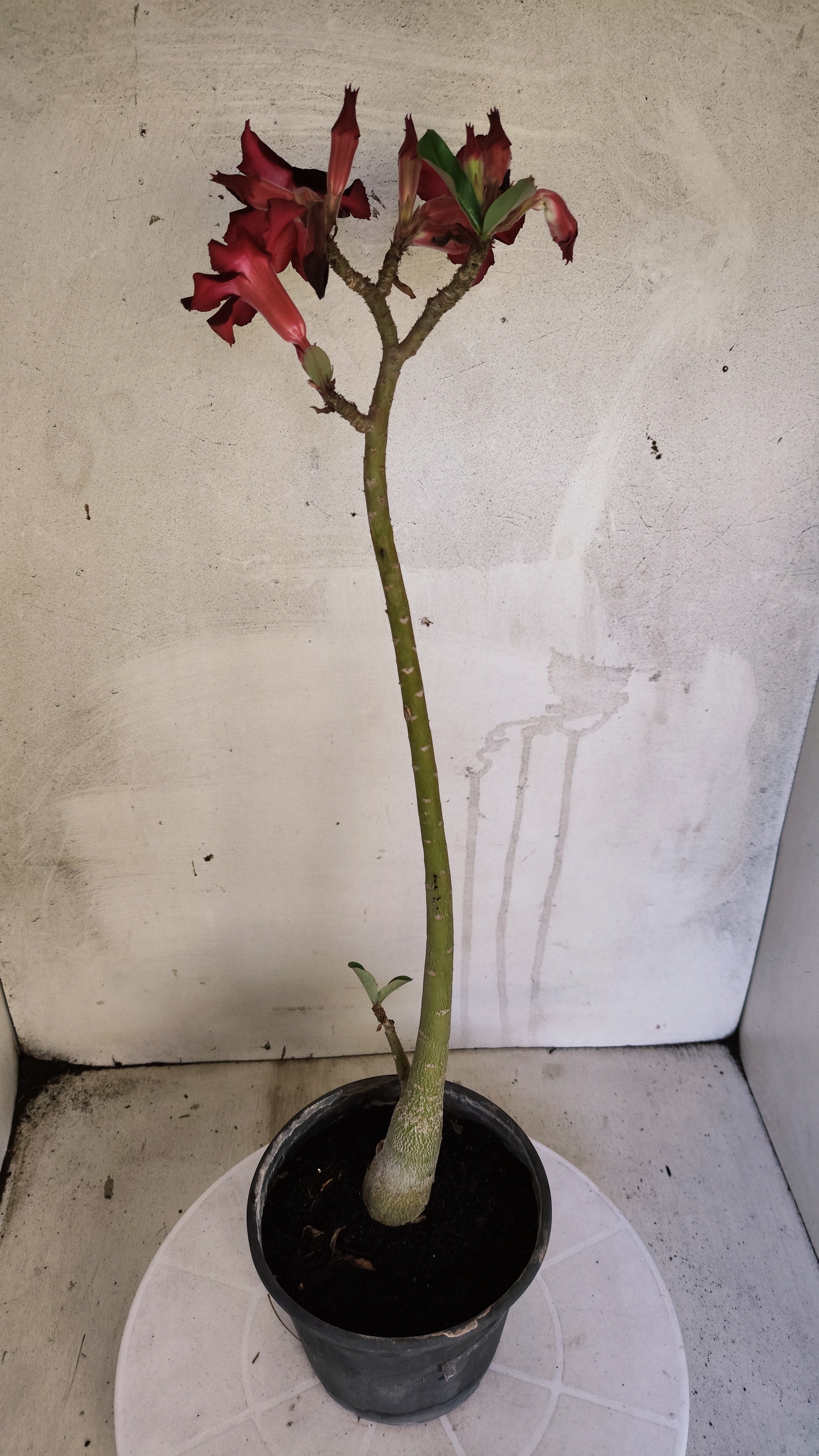Planta Simples 3606 – 30cm – 02 anos