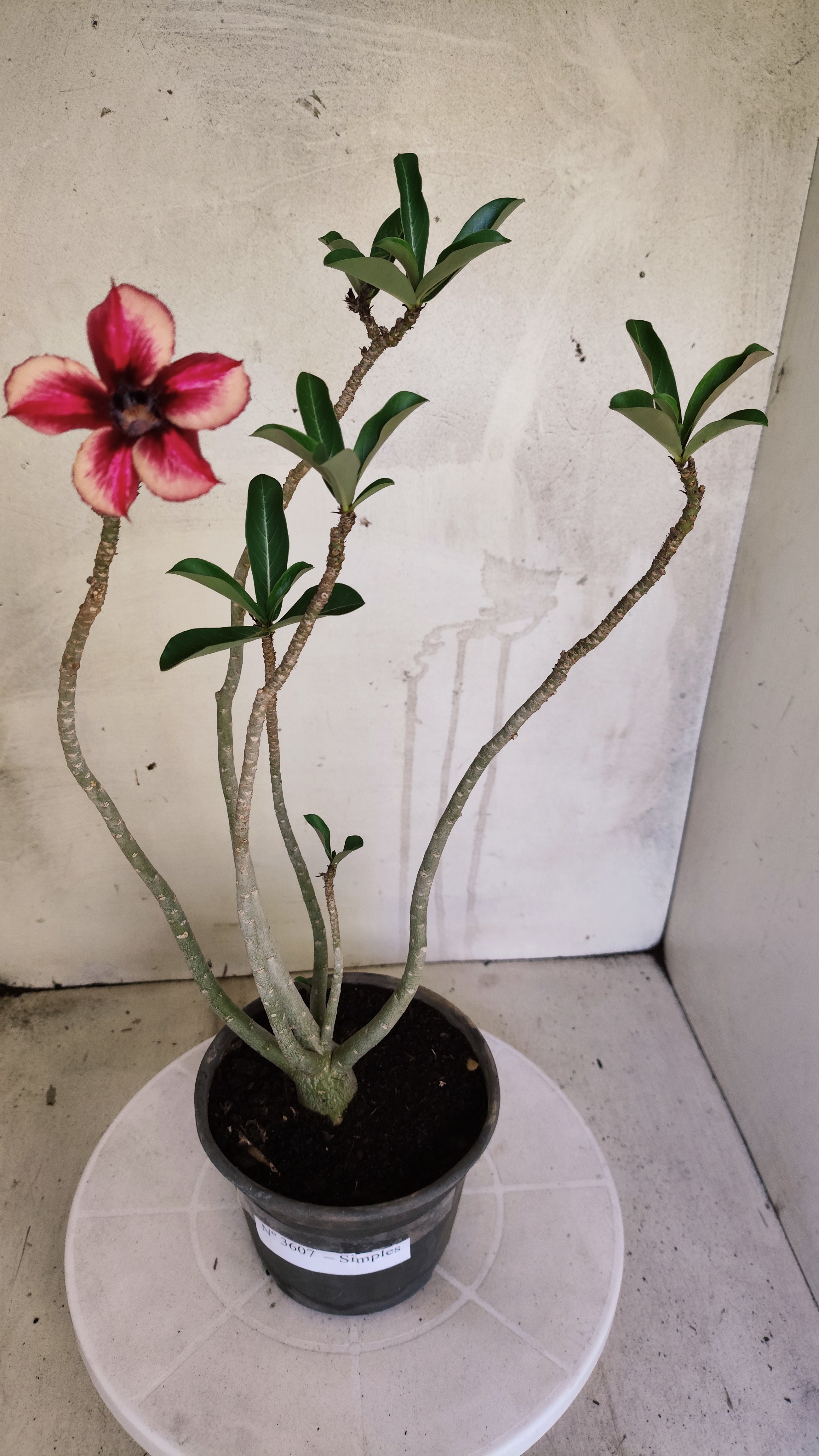 Planta Simples 3607 – 30cm – 02 anos