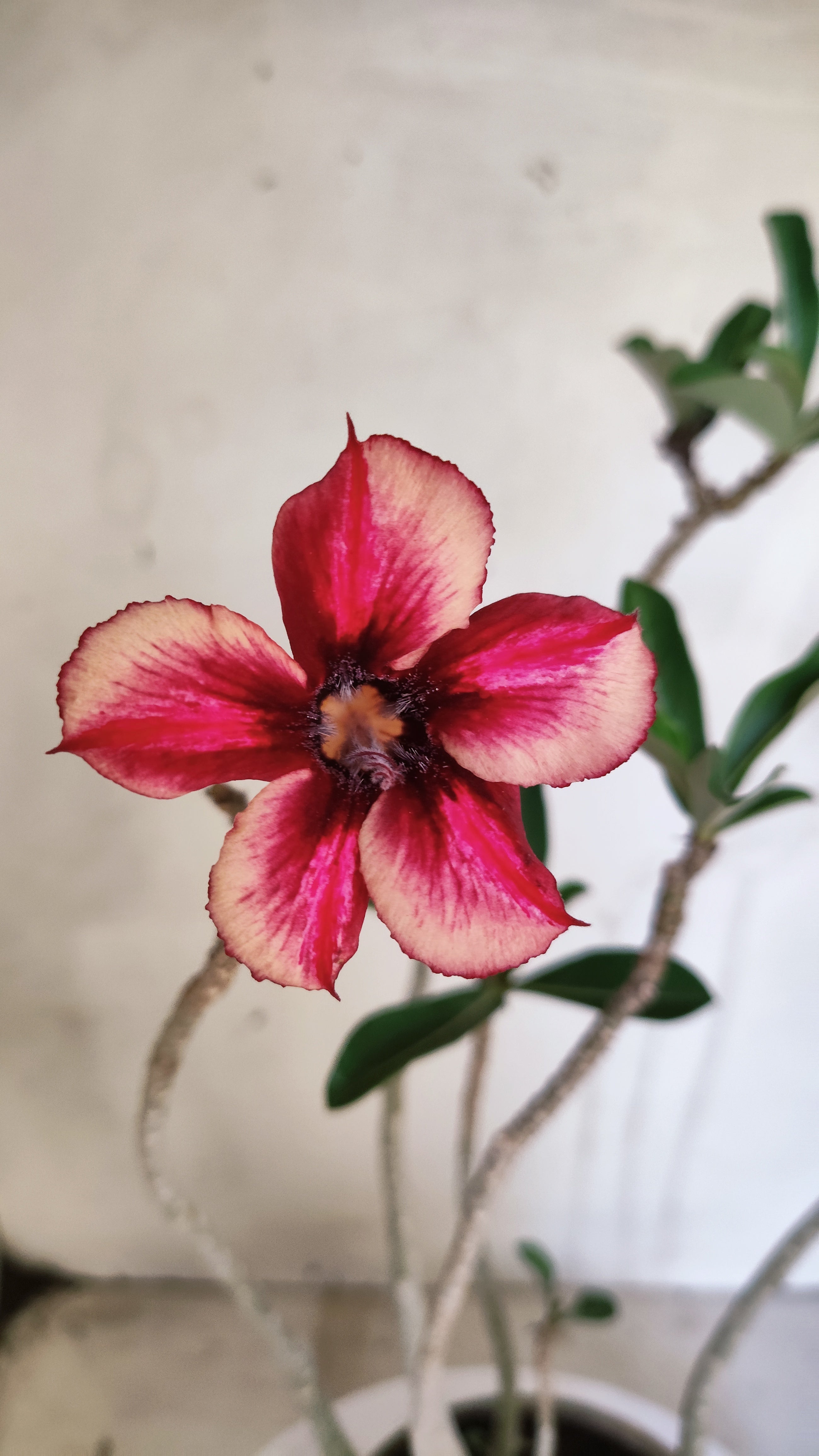 Planta Simples 3607 – 30cm – 02 anos
