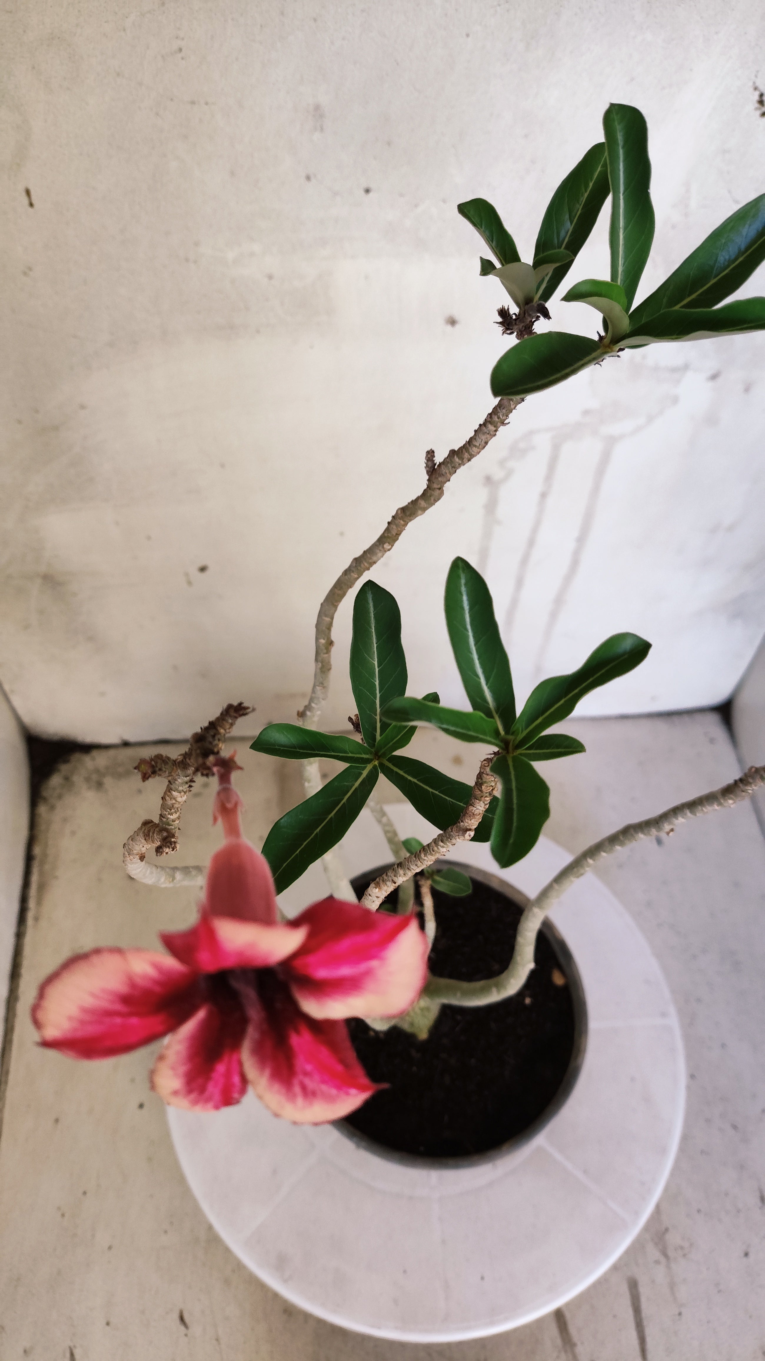 Planta Simples 3607 – 30cm – 02 anos