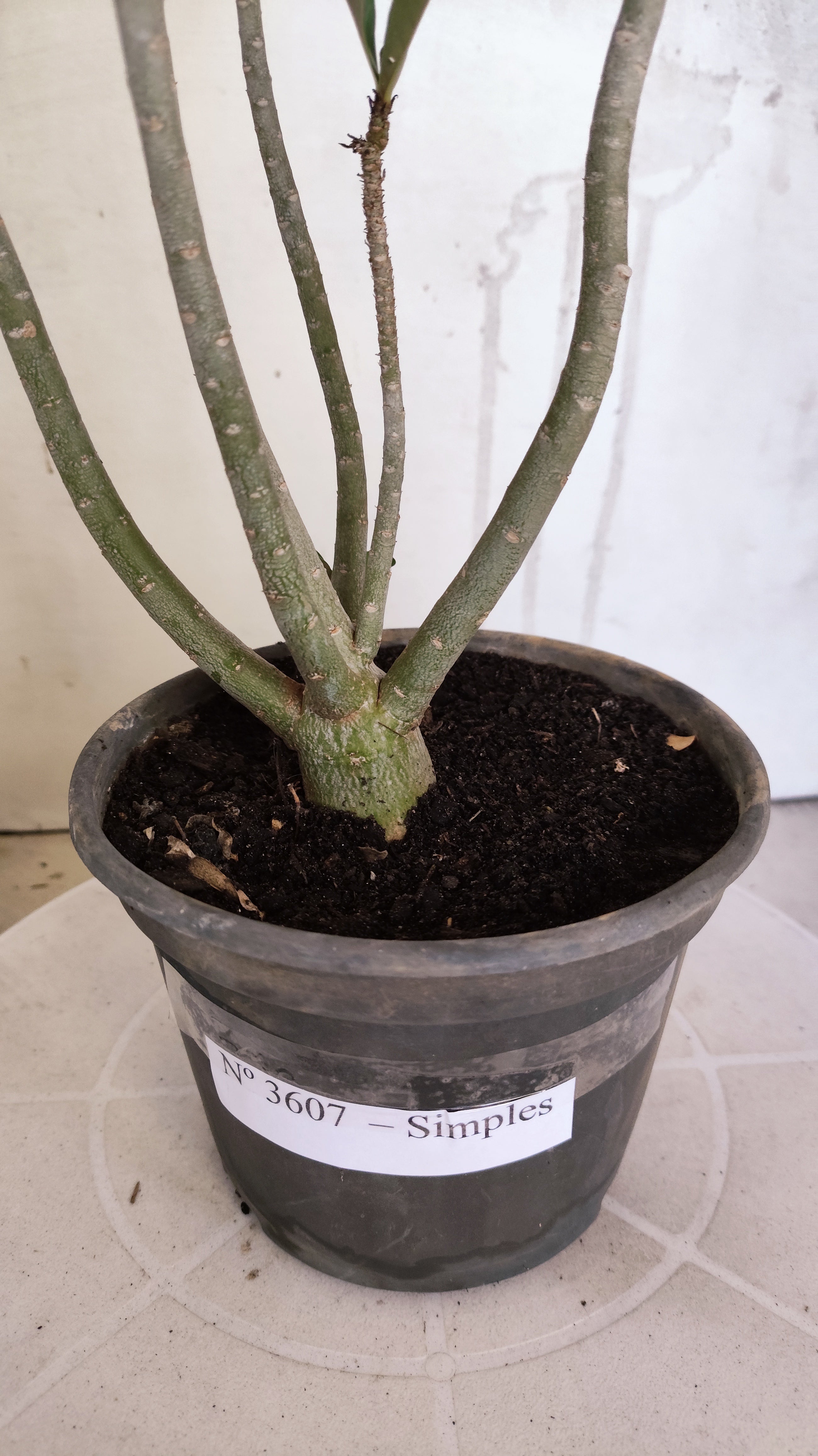 Planta Simples 3607 – 30cm – 02 anos