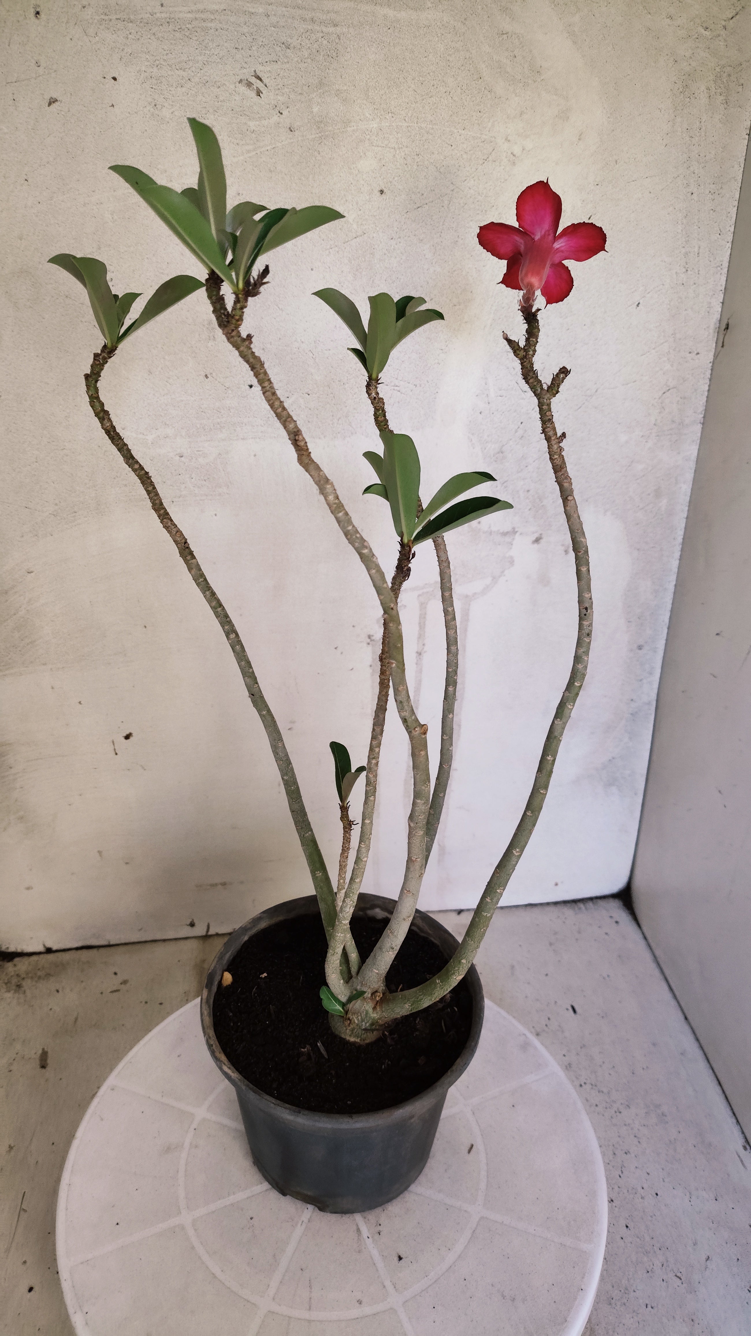 Planta Simples 3607 – 30cm – 02 anos