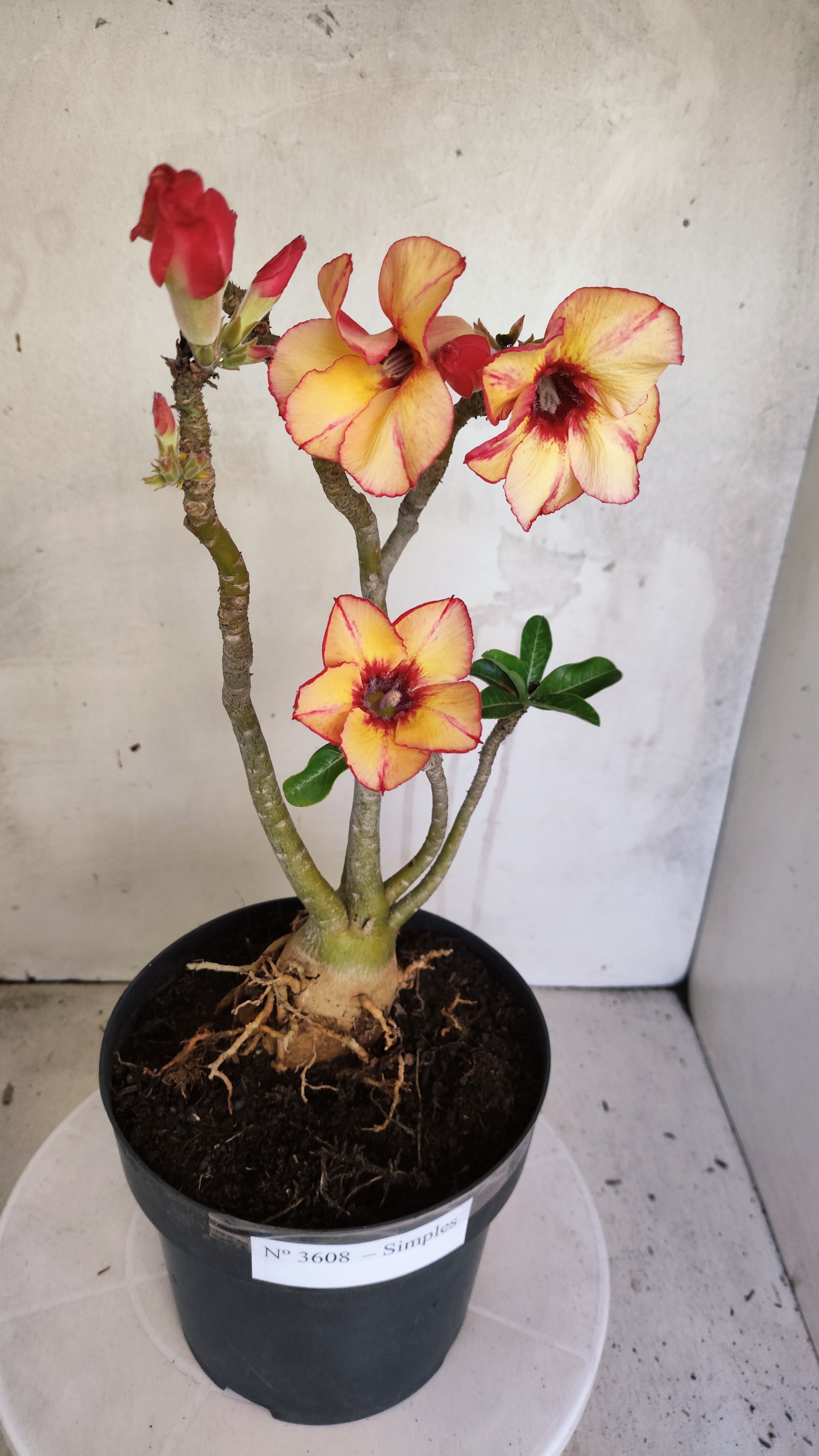 Planta Simples 3608 – 35cm – 03 anos
