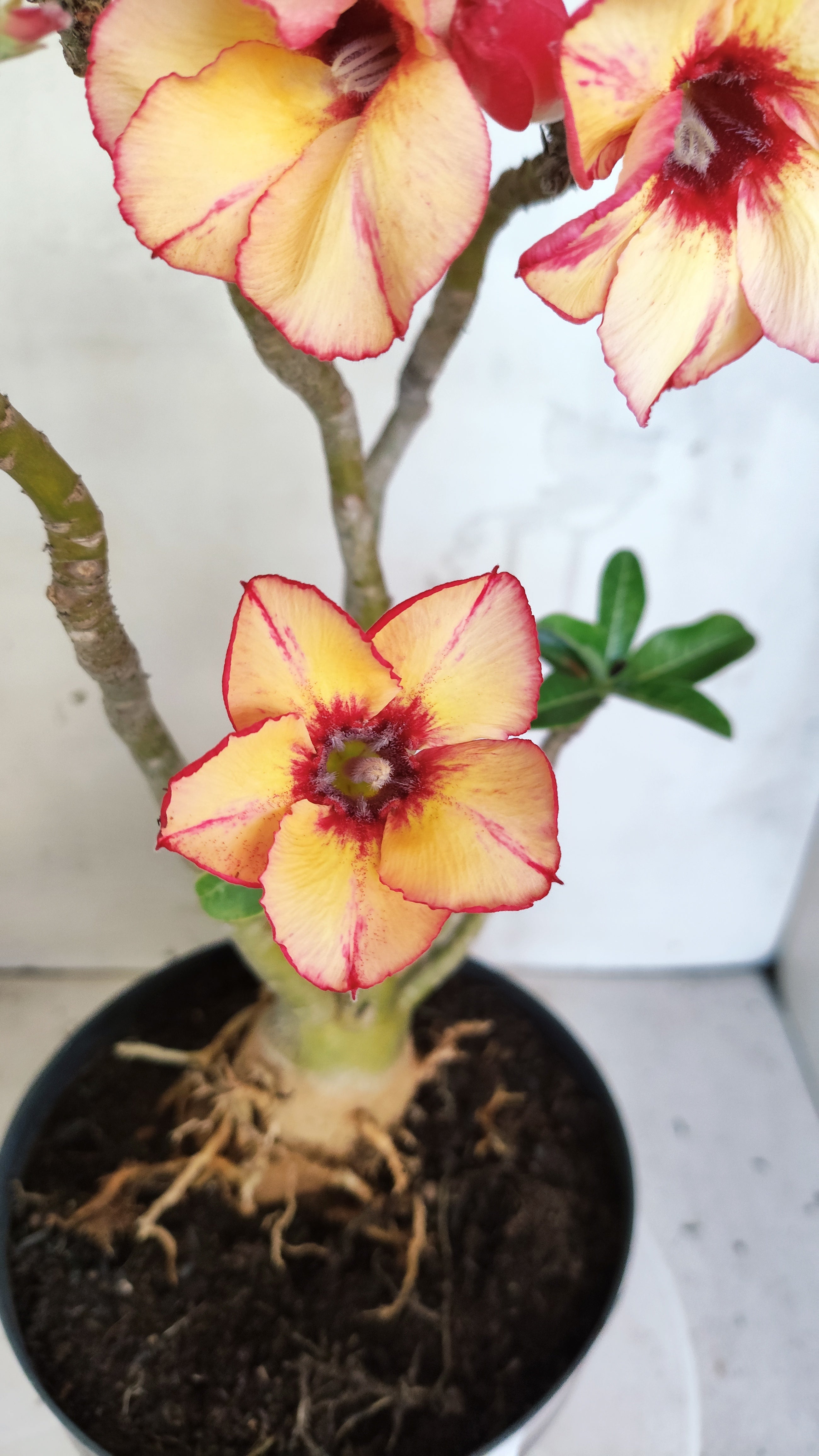 Planta Simples 3608 – 35cm – 03 anos