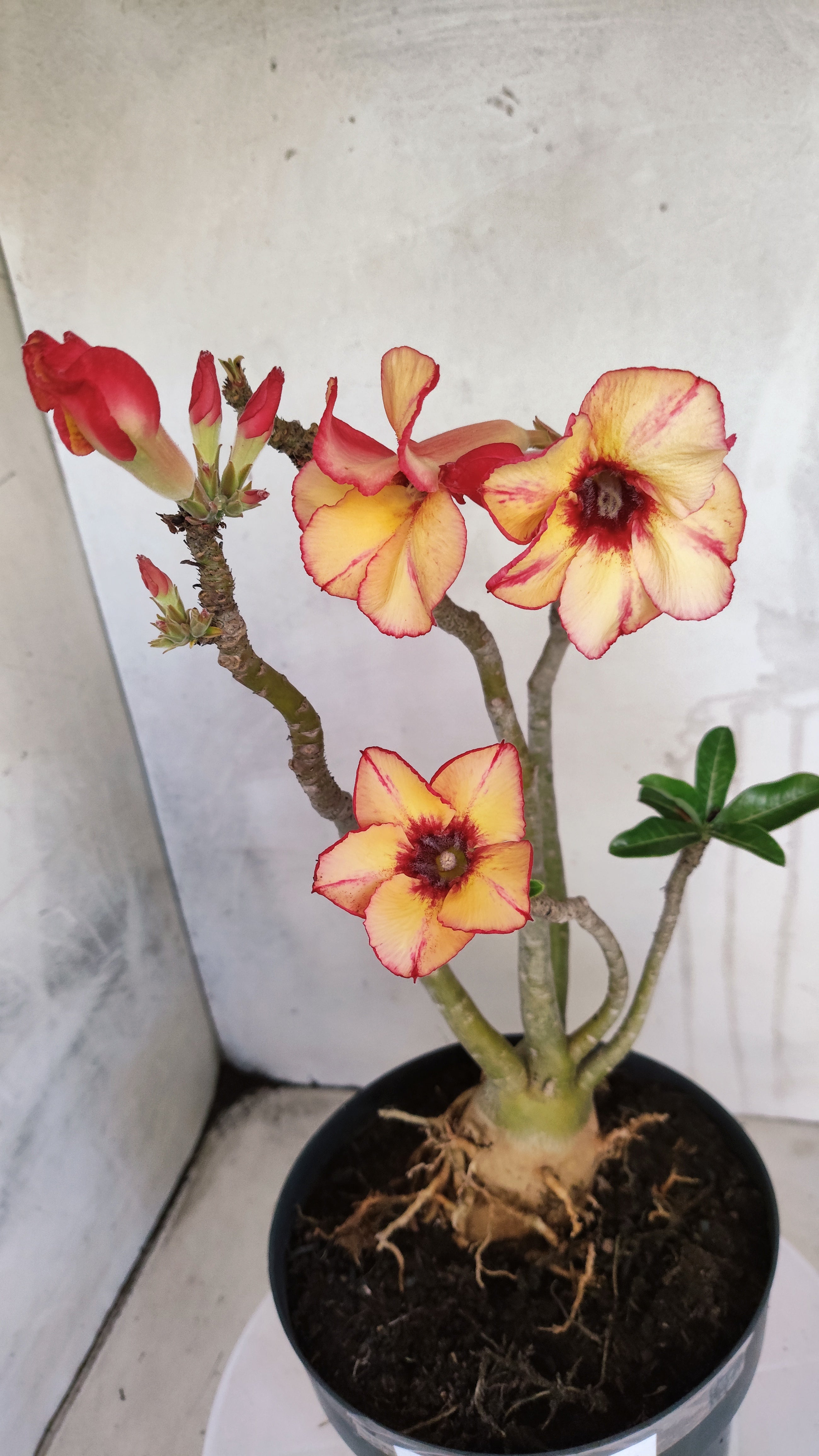Planta Simples 3608 – 35cm – 03 anos