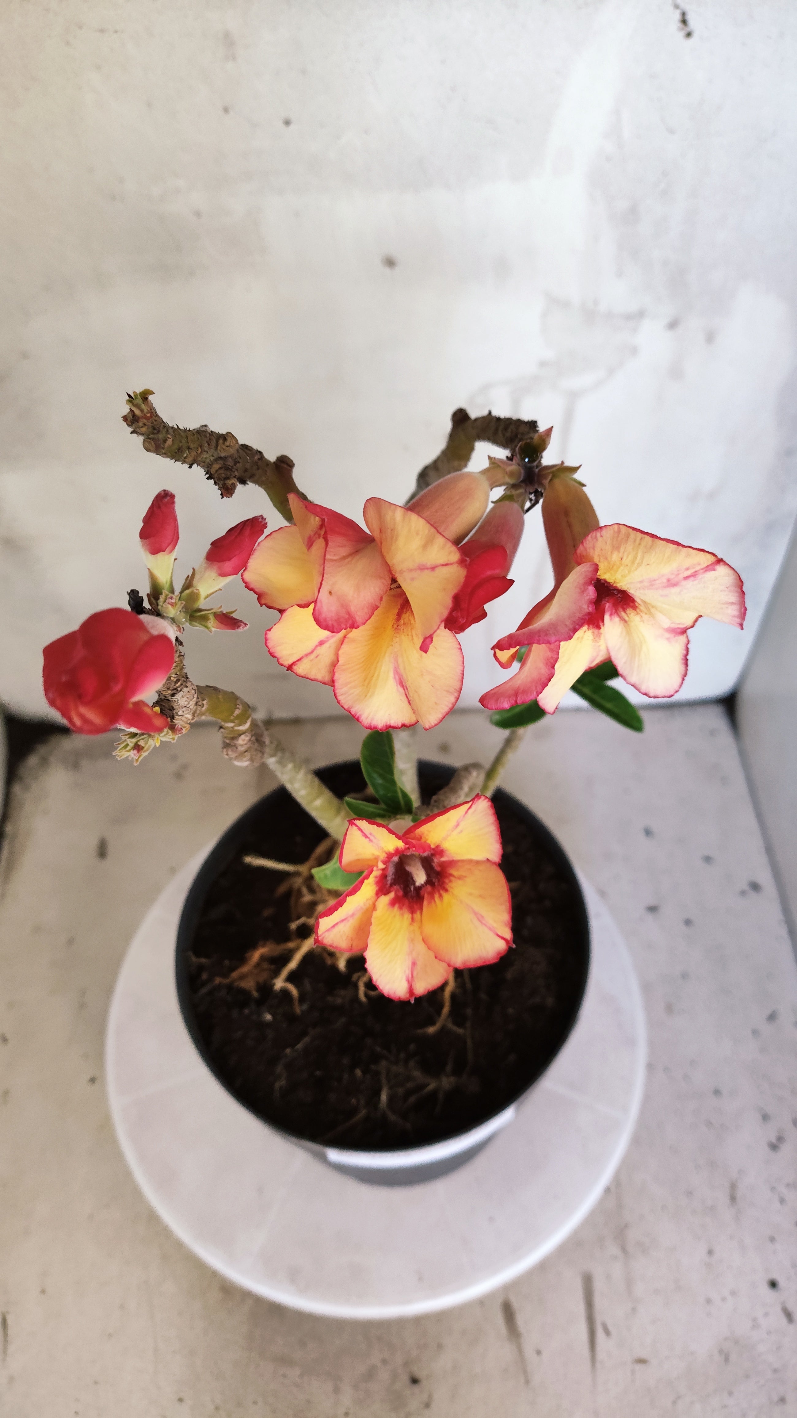 Planta Simples 3608 – 35cm – 03 anos