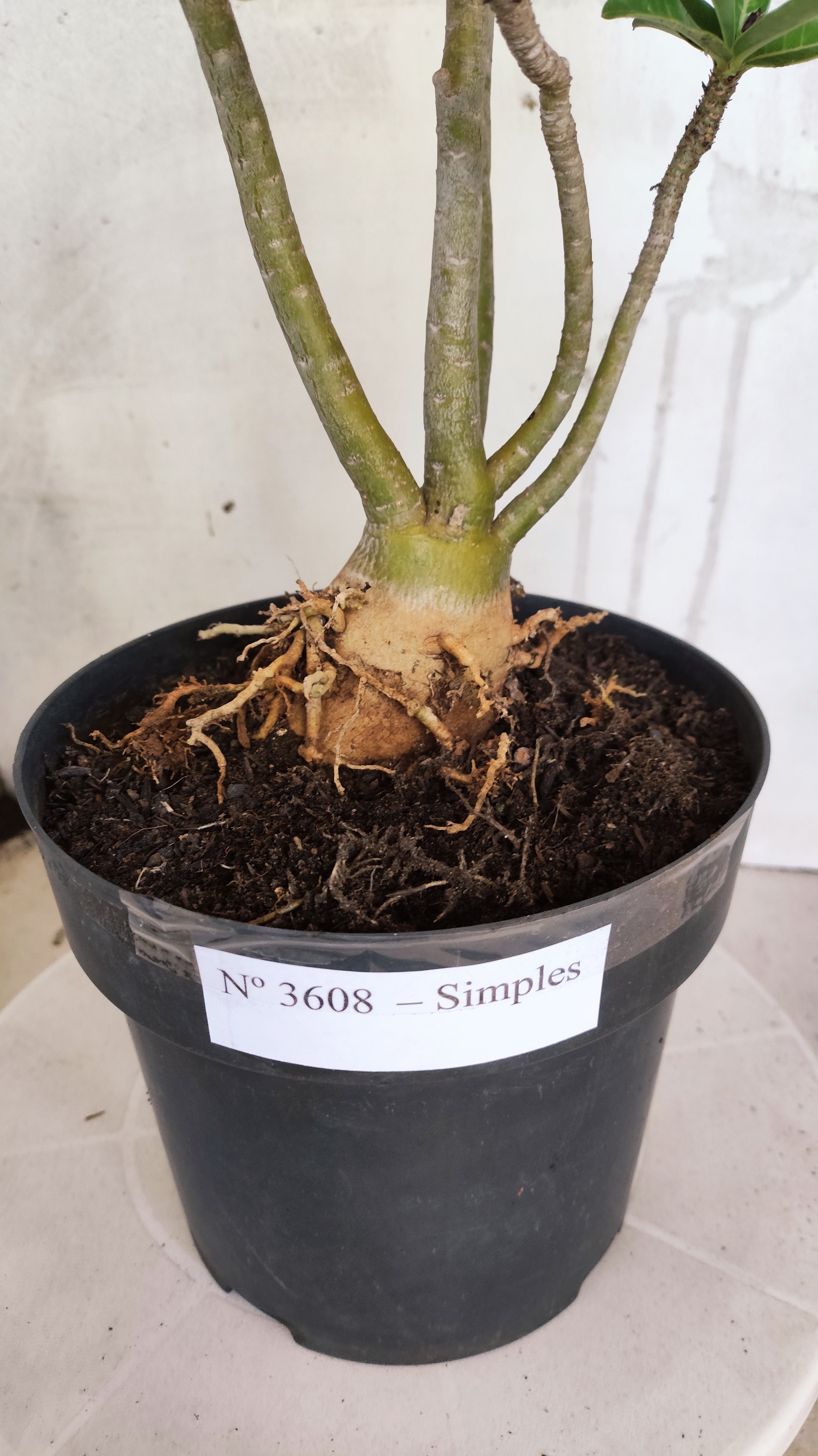 Planta Simples 3608 – 35cm – 03 anos