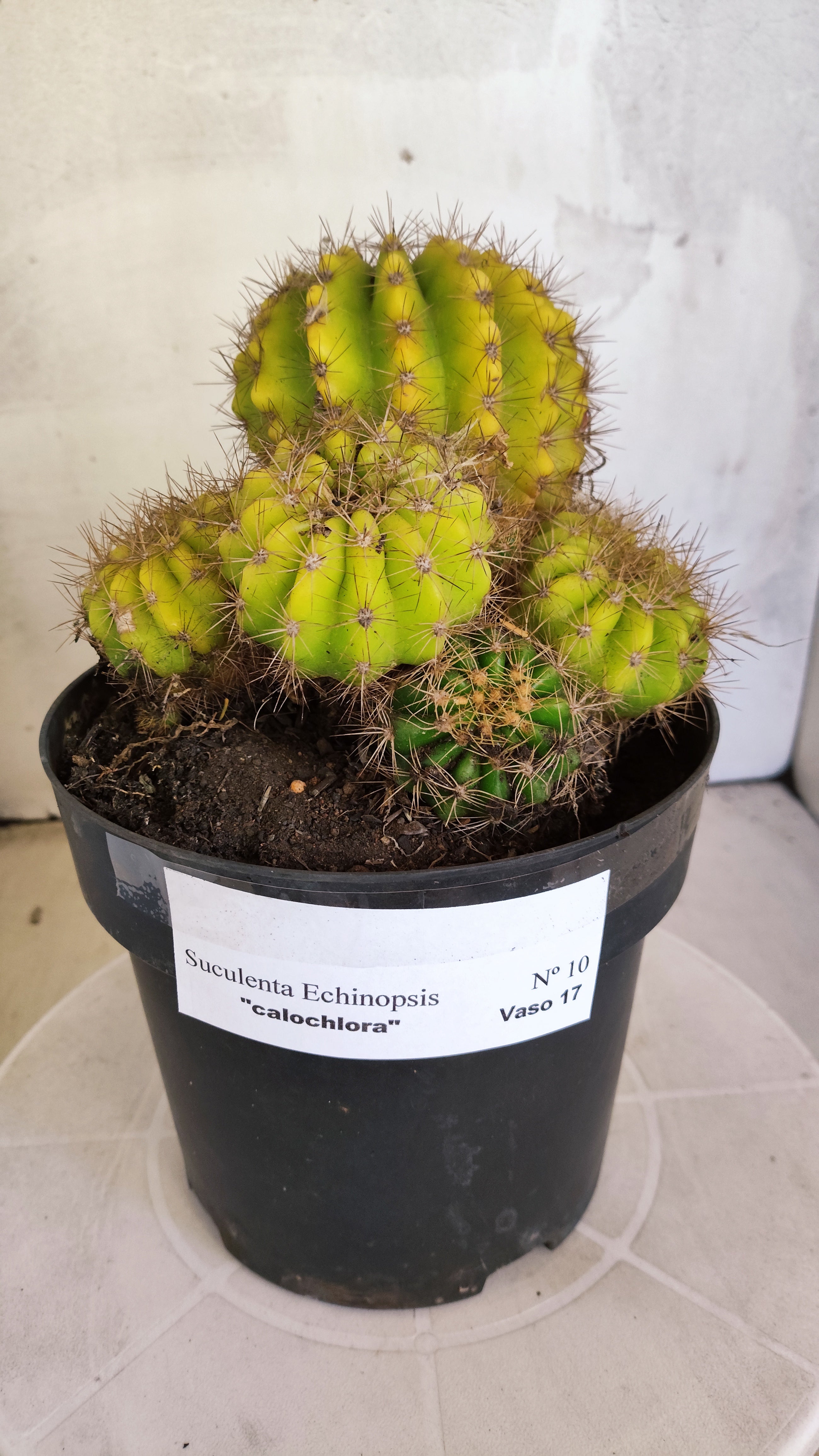 Matriz Cacto Echinopsis calochlora "Colonia" Nº 10 - vaso 17
