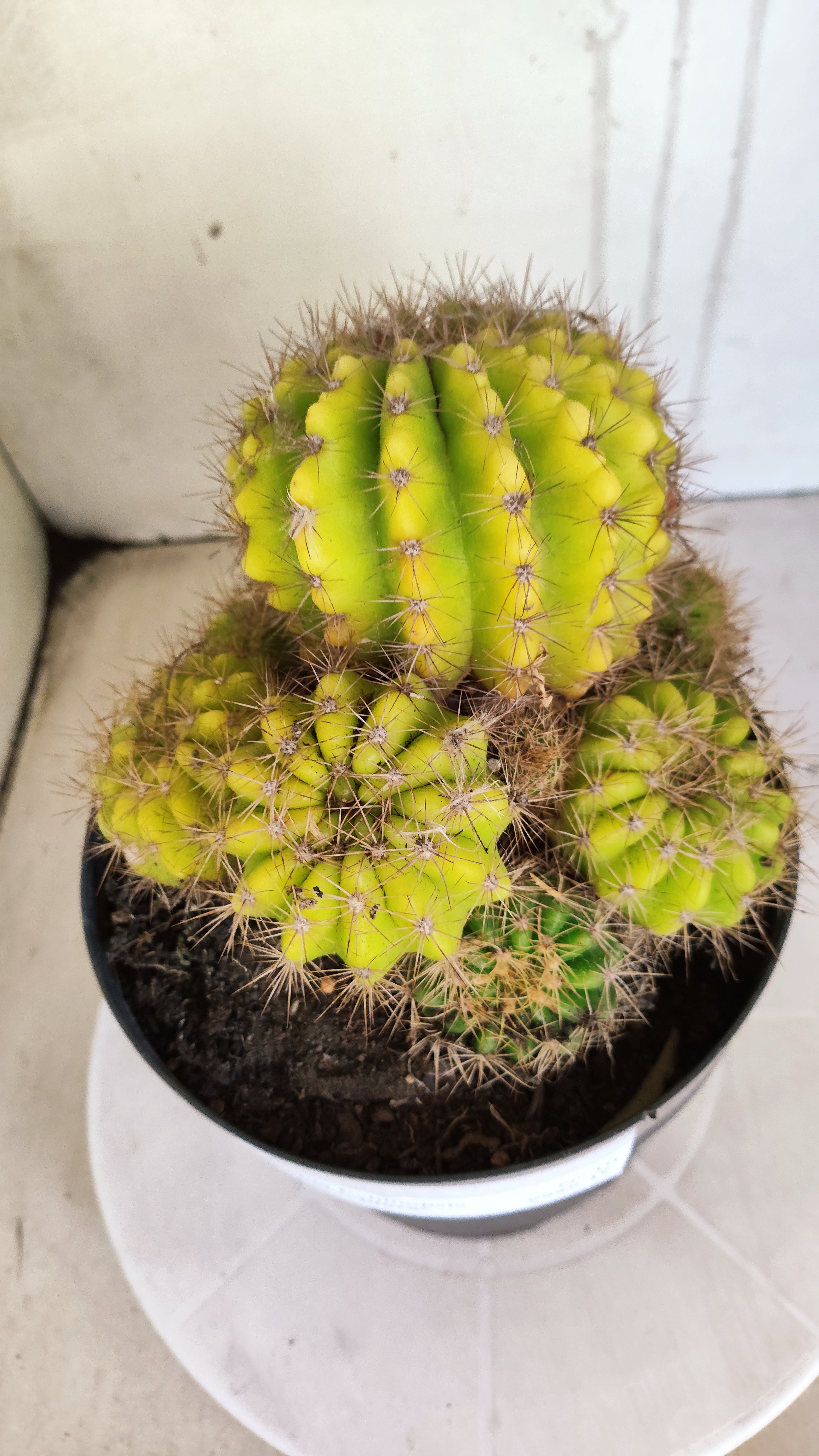 Matriz Cacto Echinopsis calochlora "Colonia" Nº 10 - vaso 17