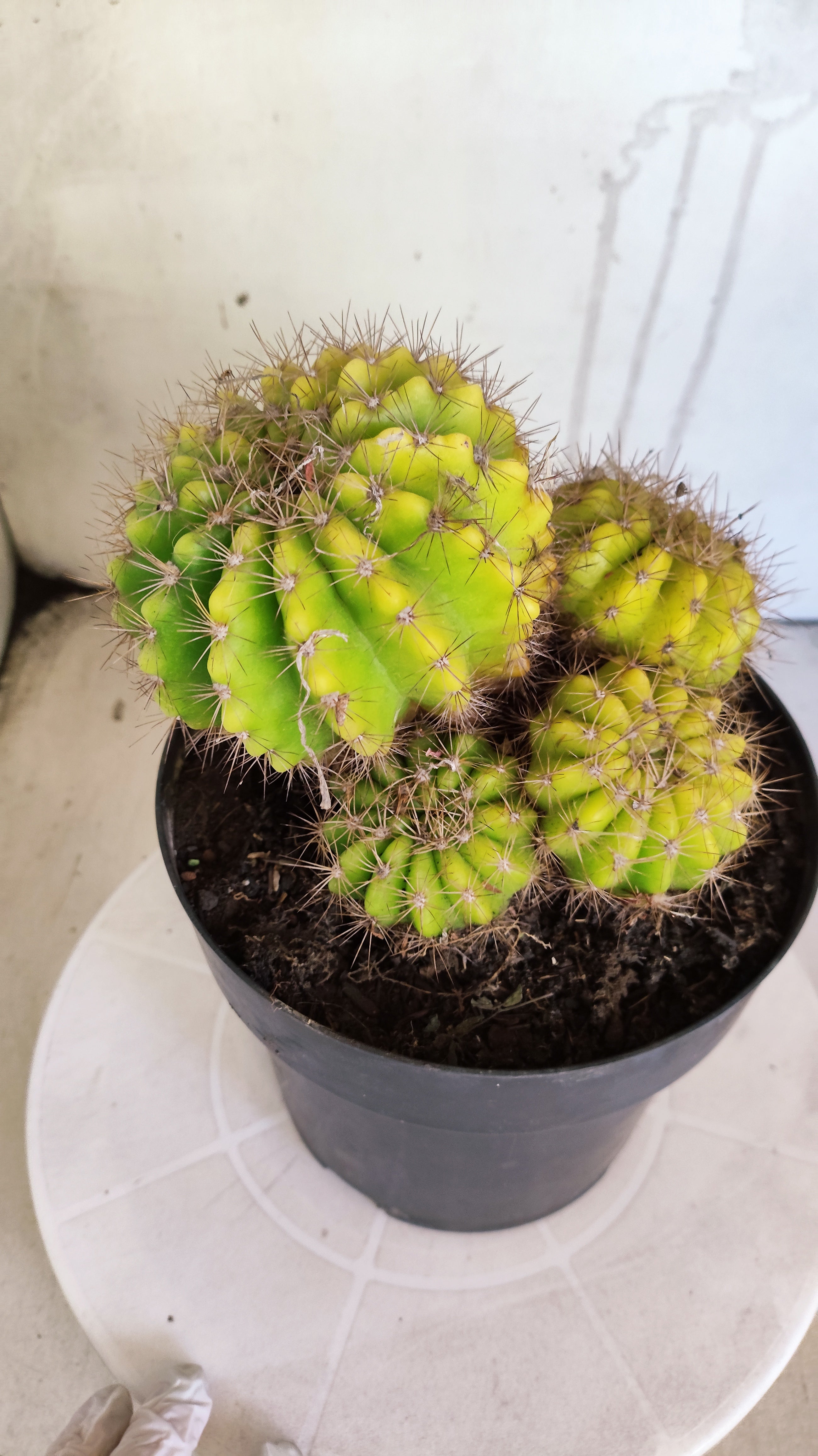 Matriz Cacto Echinopsis calochlora "Colonia" Nº 10 - vaso 17