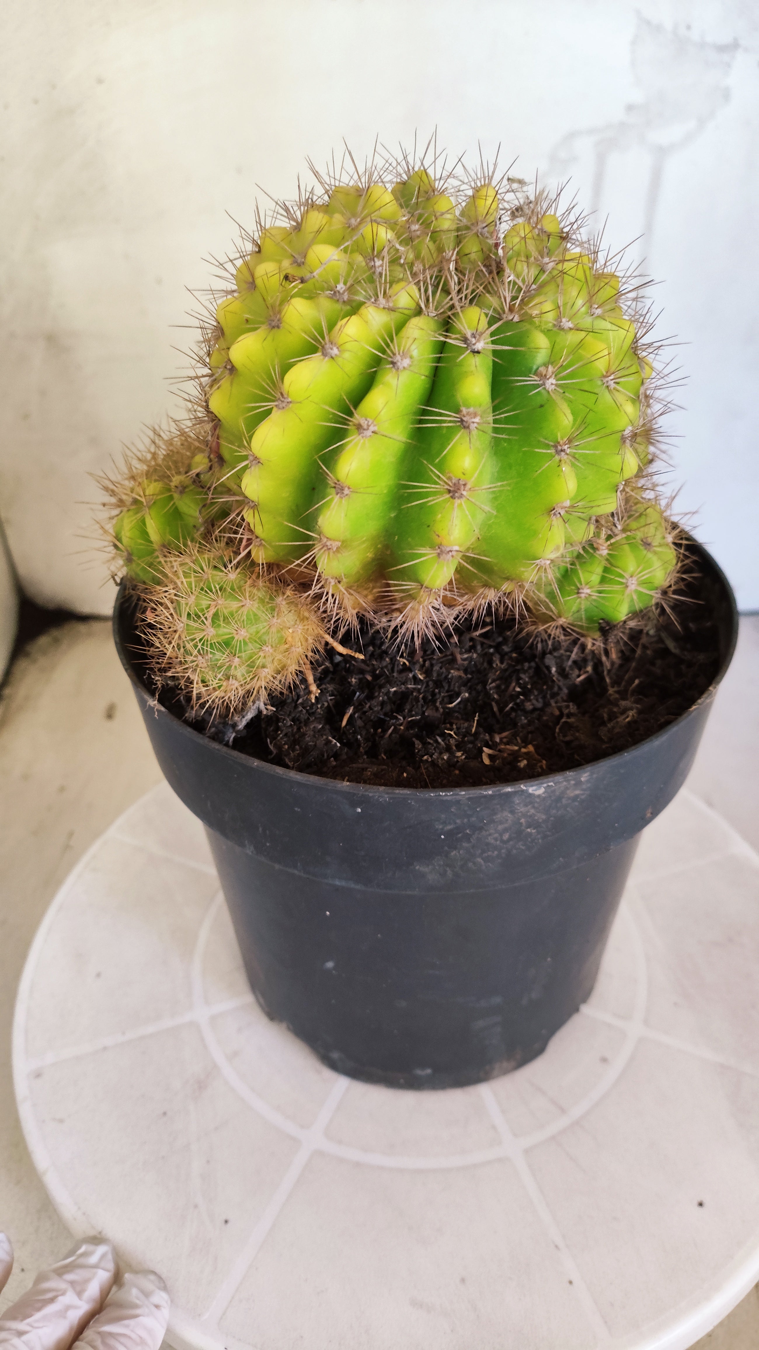 Matriz Cacto Echinopsis calochlora "Colonia" Nº 10 - vaso 17