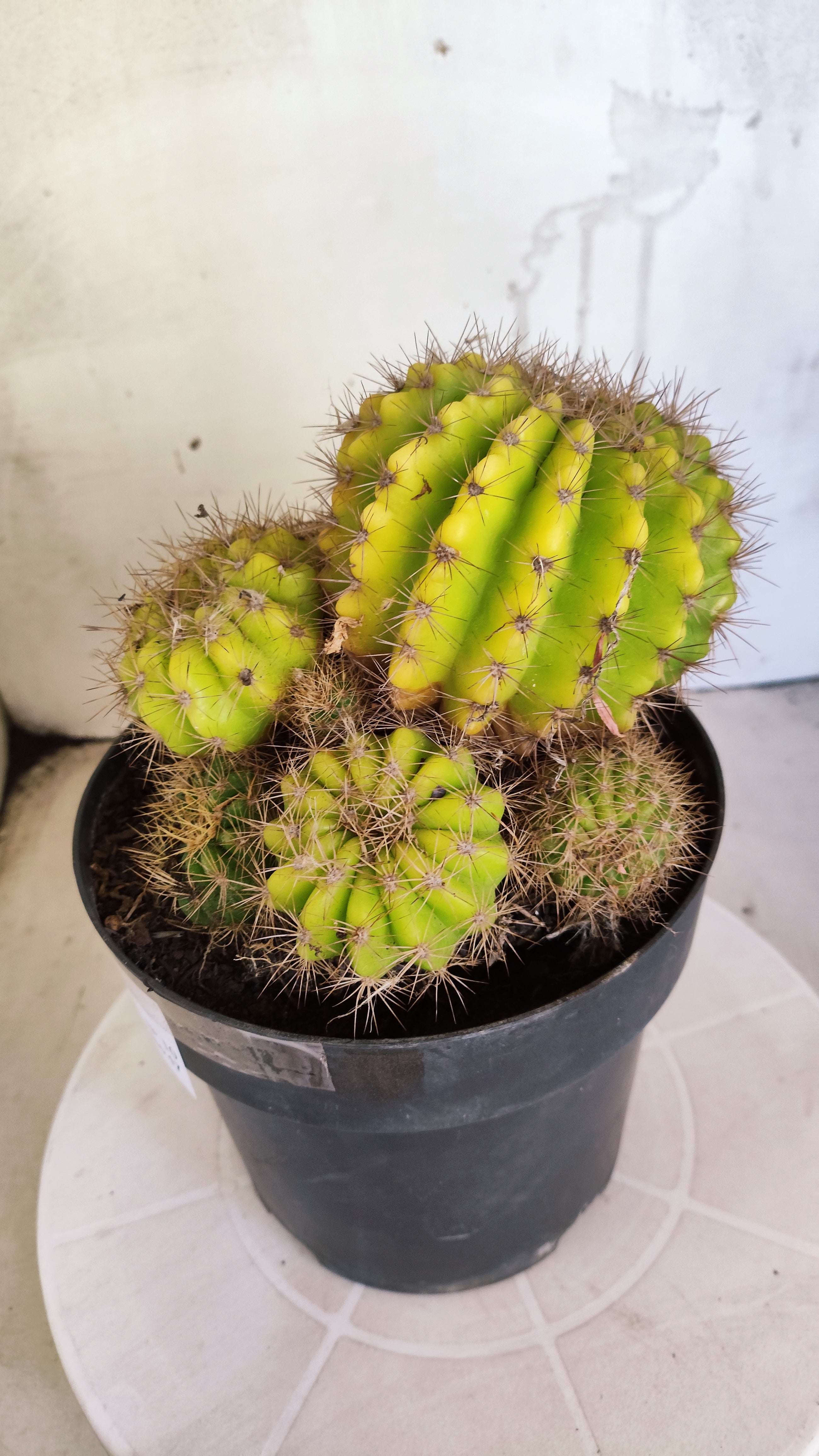 Matriz Cacto Echinopsis calochlora "Colonia" Nº 10 - vaso 17