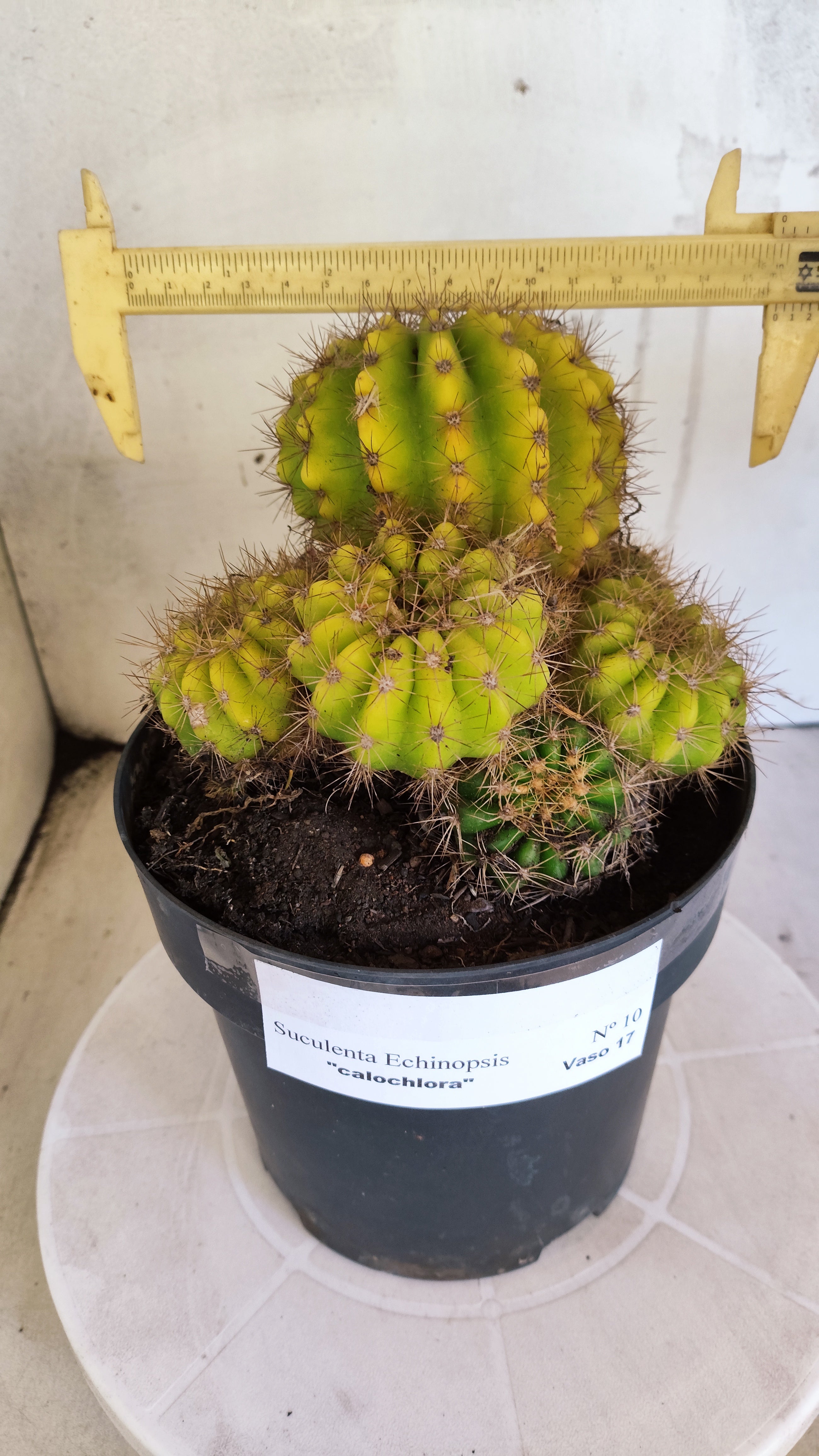 Matriz Cacto Echinopsis calochlora "Colonia" Nº 10 - vaso 17