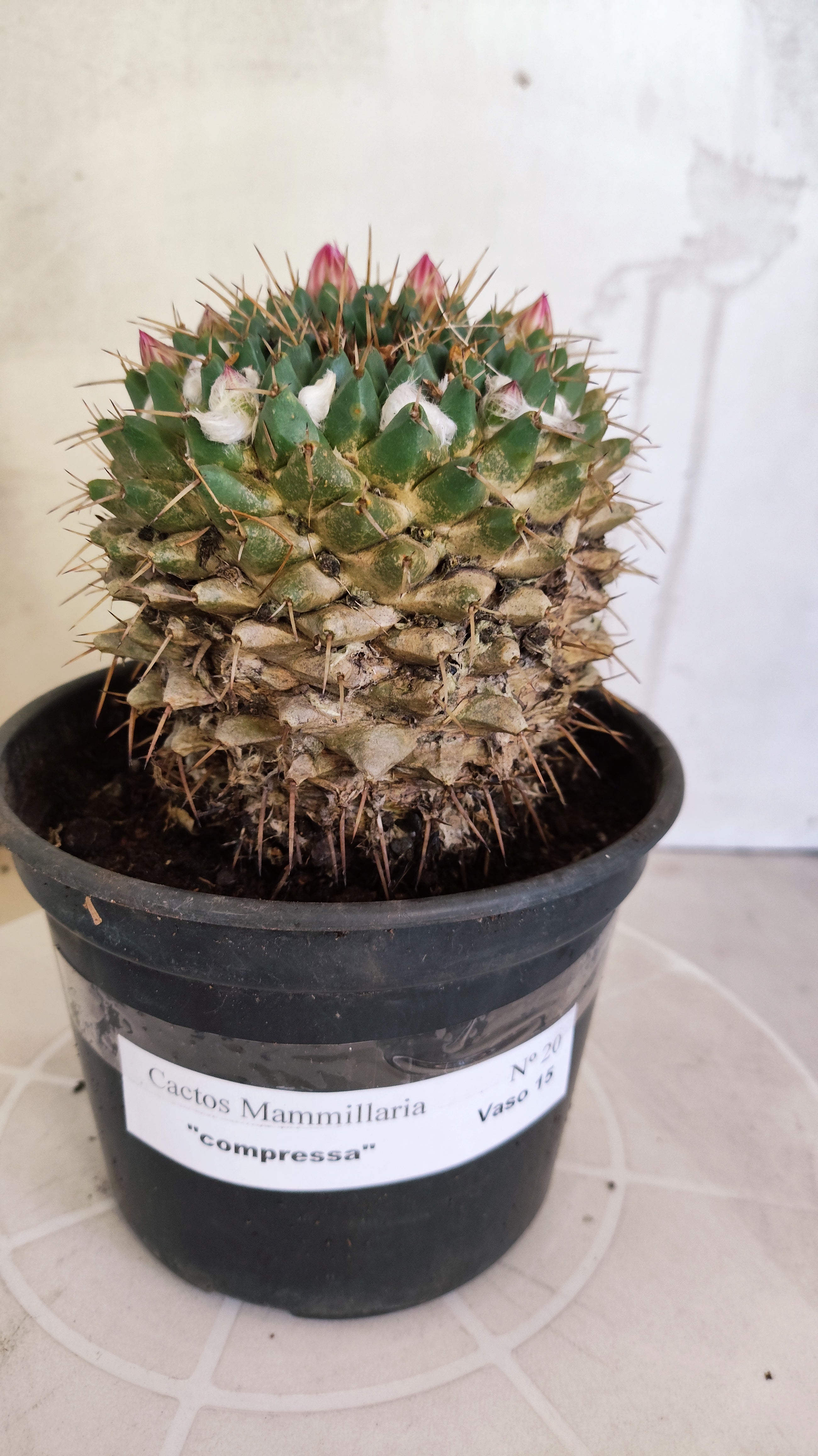 Matriz Cacto Mammillaria "Compressa" Nº 20 - vaso 15