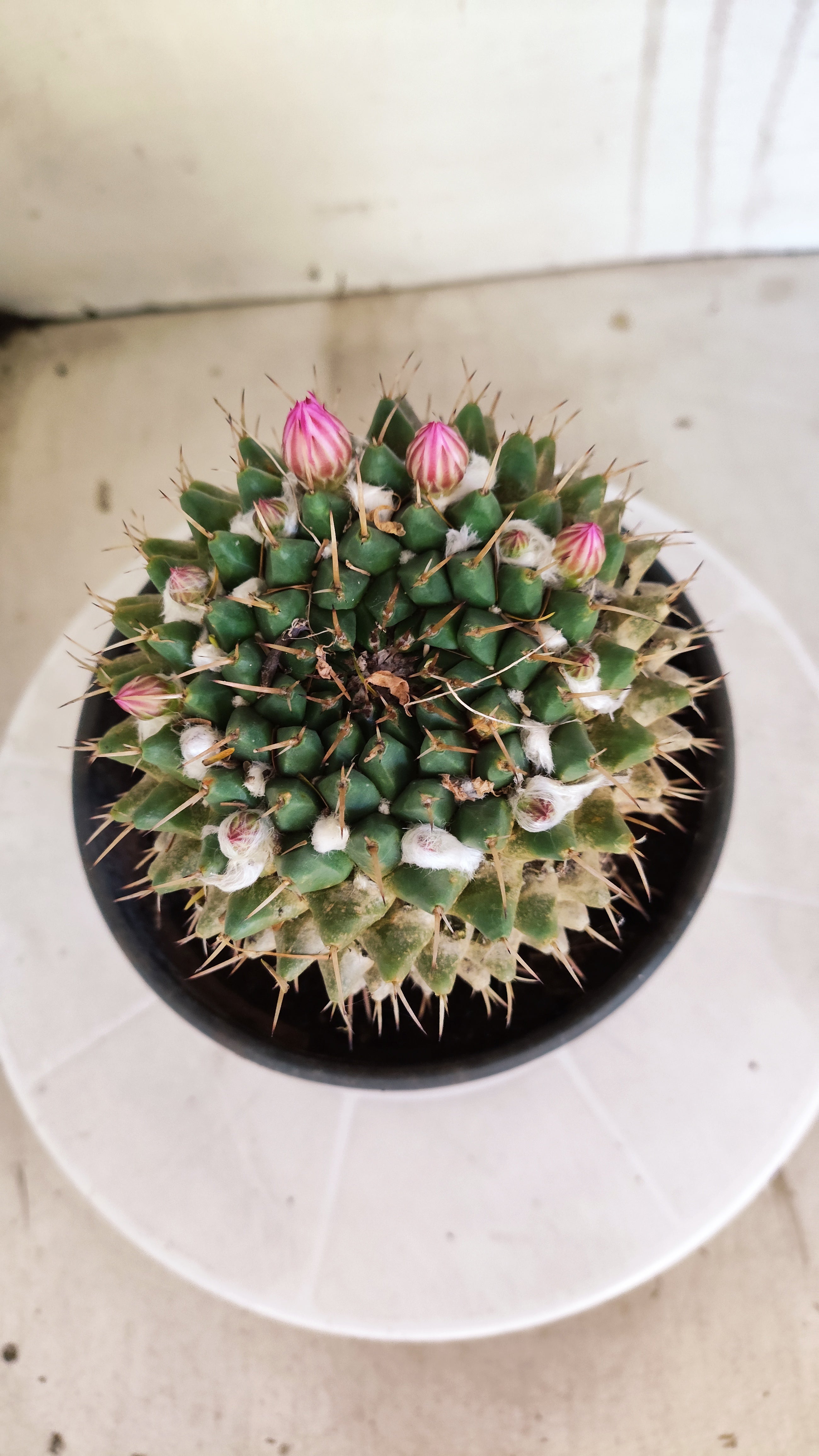 Matriz Cacto Mammillaria "Compressa" Nº 20 - vaso 15